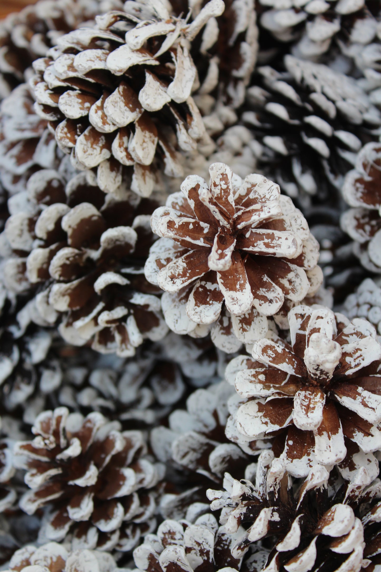 Austric frstd pine cone