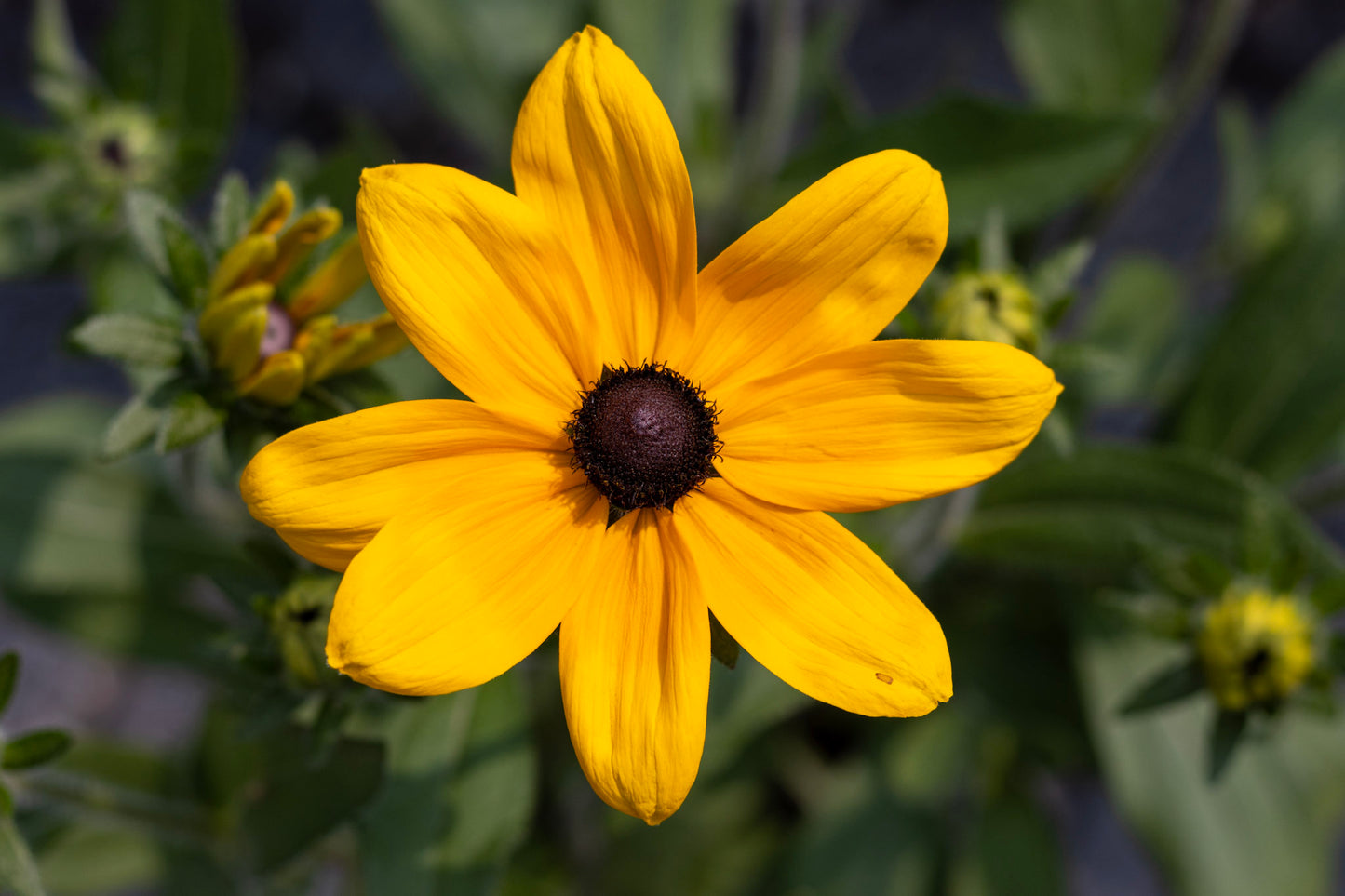 Blk eyed susan Indian Summer