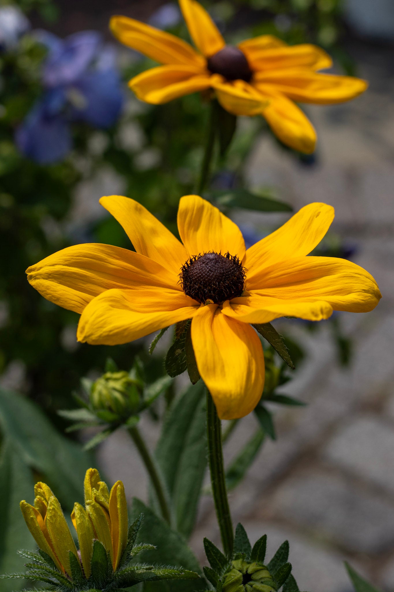 Blk eyed susan Indian Summer