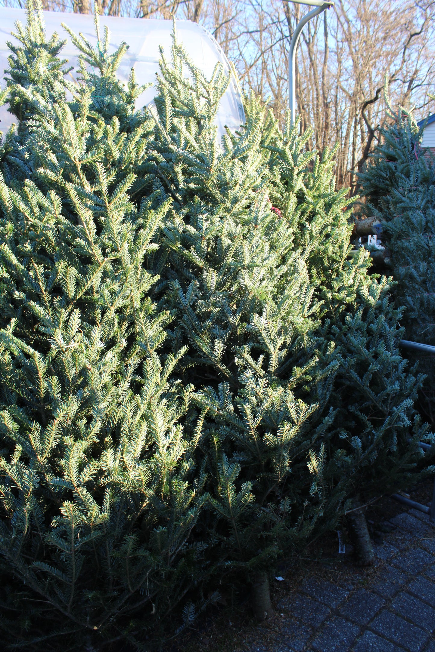Fraser Fir 6-8 No1
