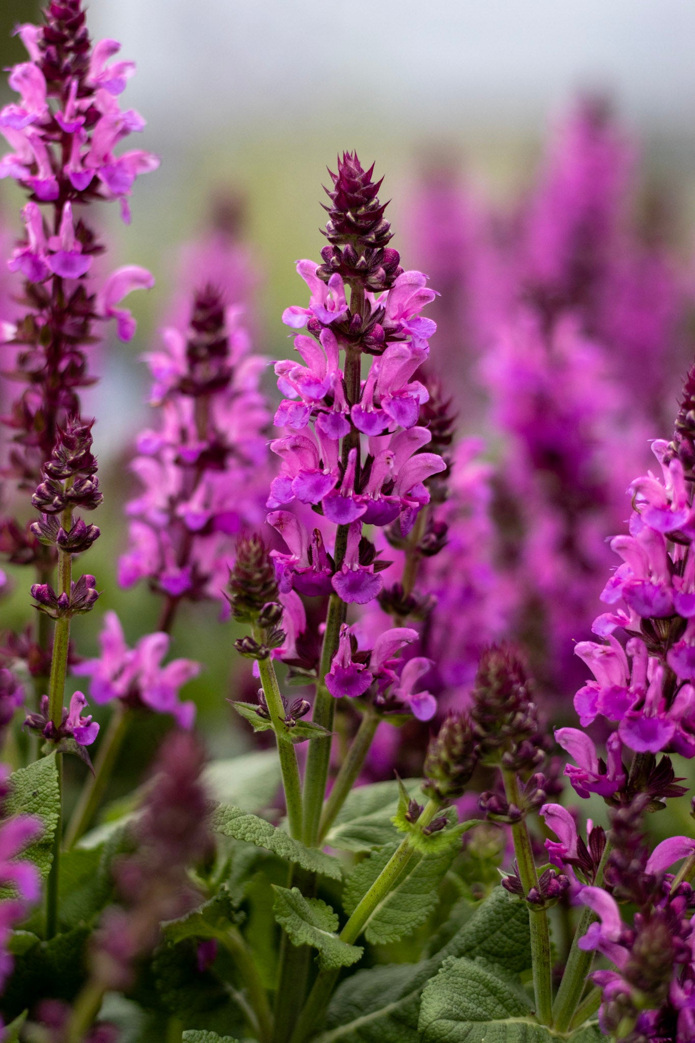 Salvia Rose Marvel 1g