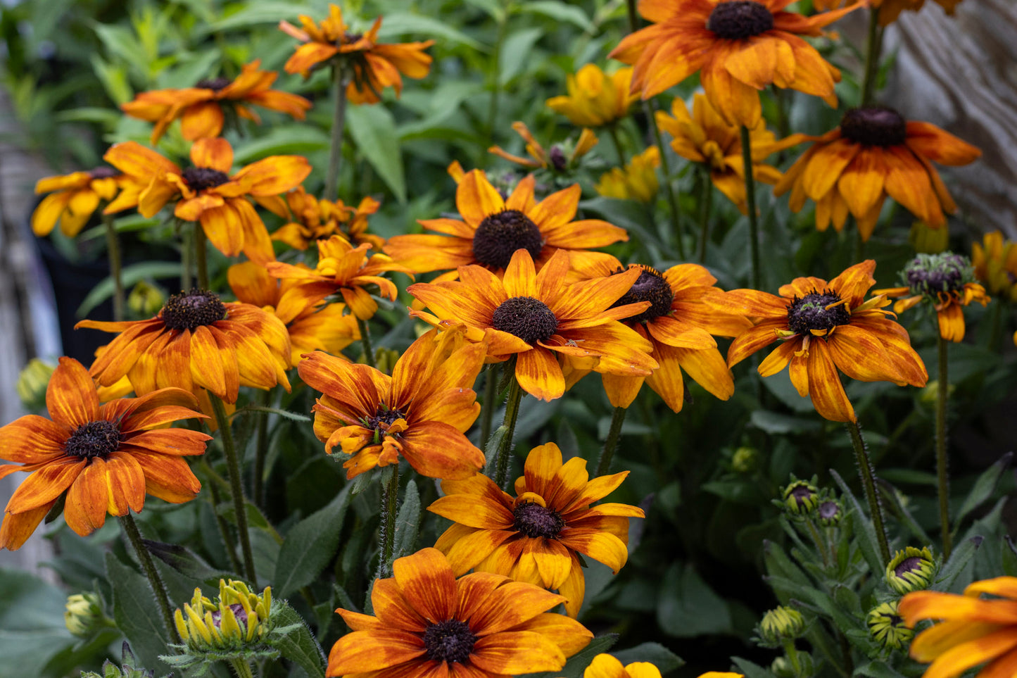 Echibeckia Summerina Yellow