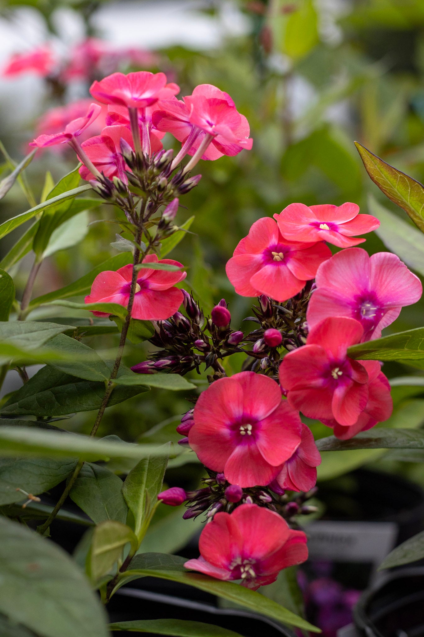 PHLOX paniculata Glamour Girl 1g