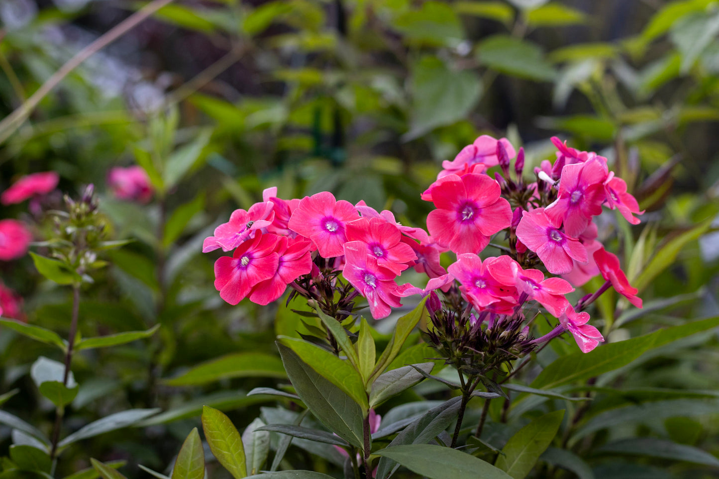 PHLOX paniculata Glamour Girl 1g