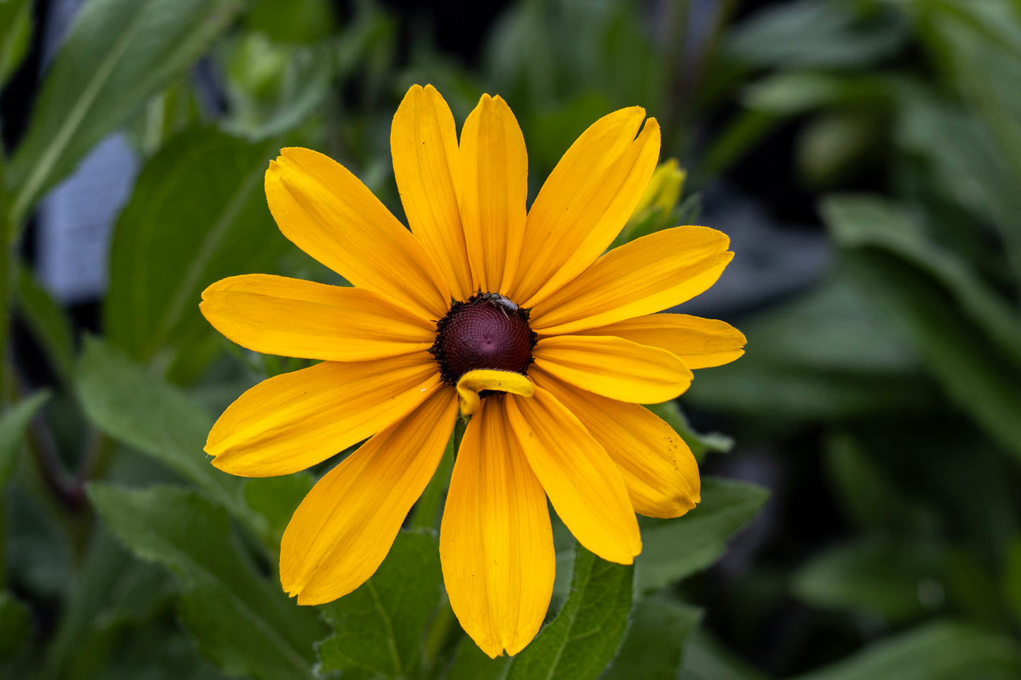 Blk eyed susan Indian Summer