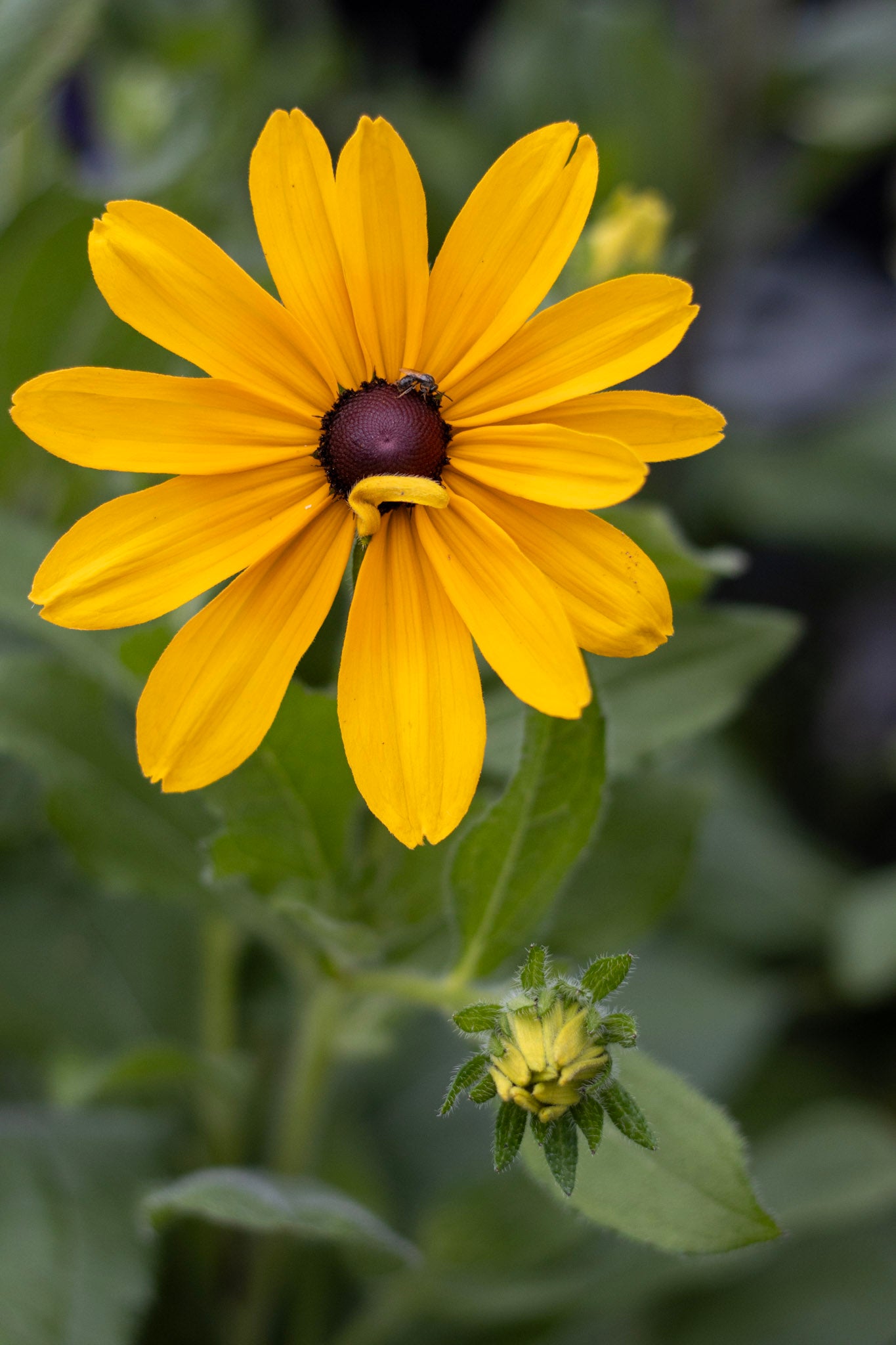 Blk eyed susan Indian Summer
