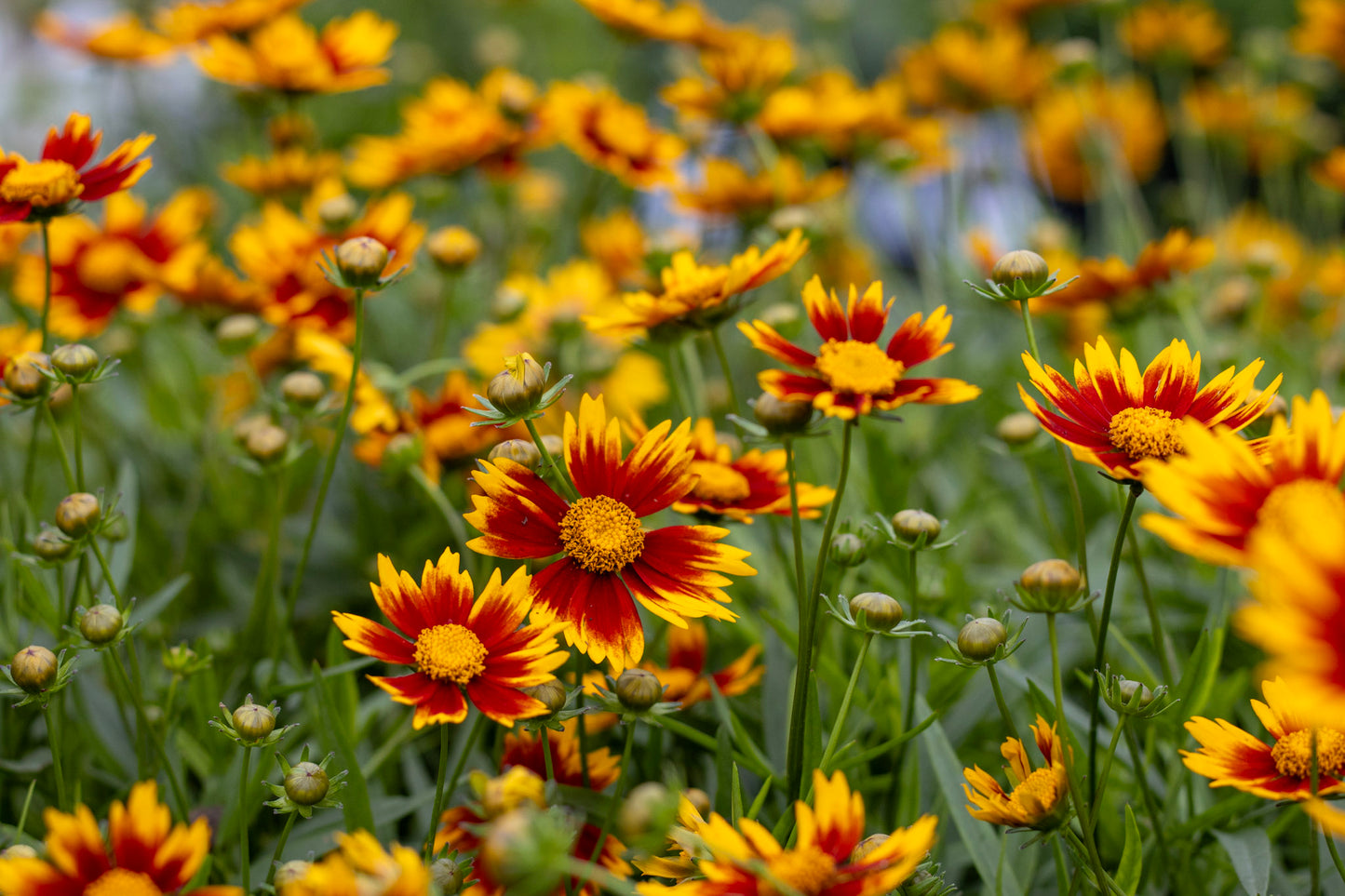 Coreopsis Daybreak quart