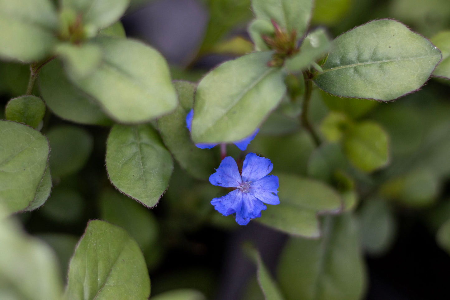 Ceratostigma plumbago 1g