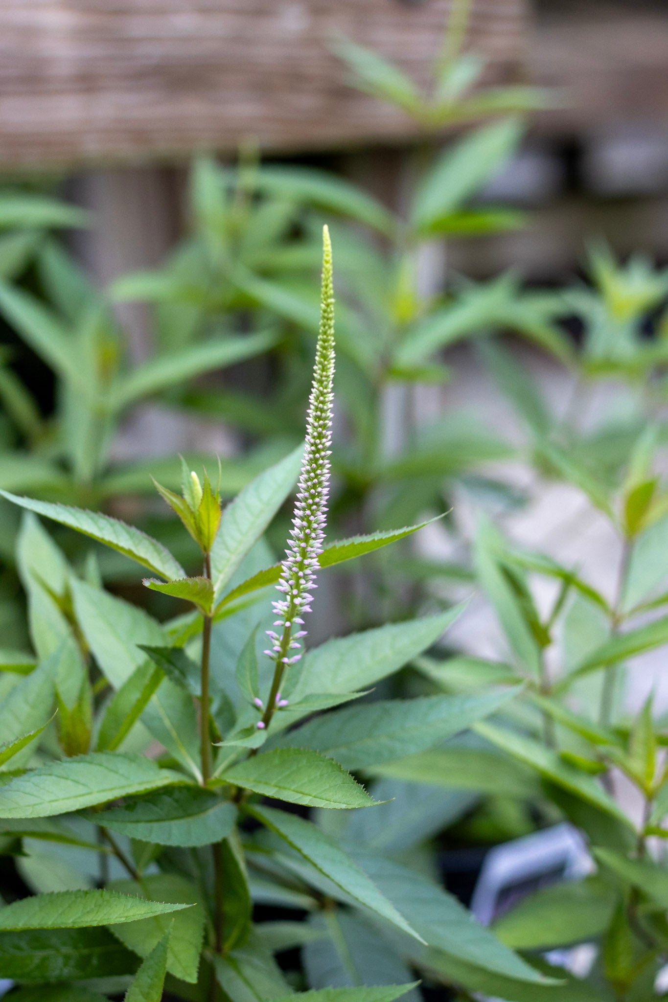Veronicastrum Fascination 1g