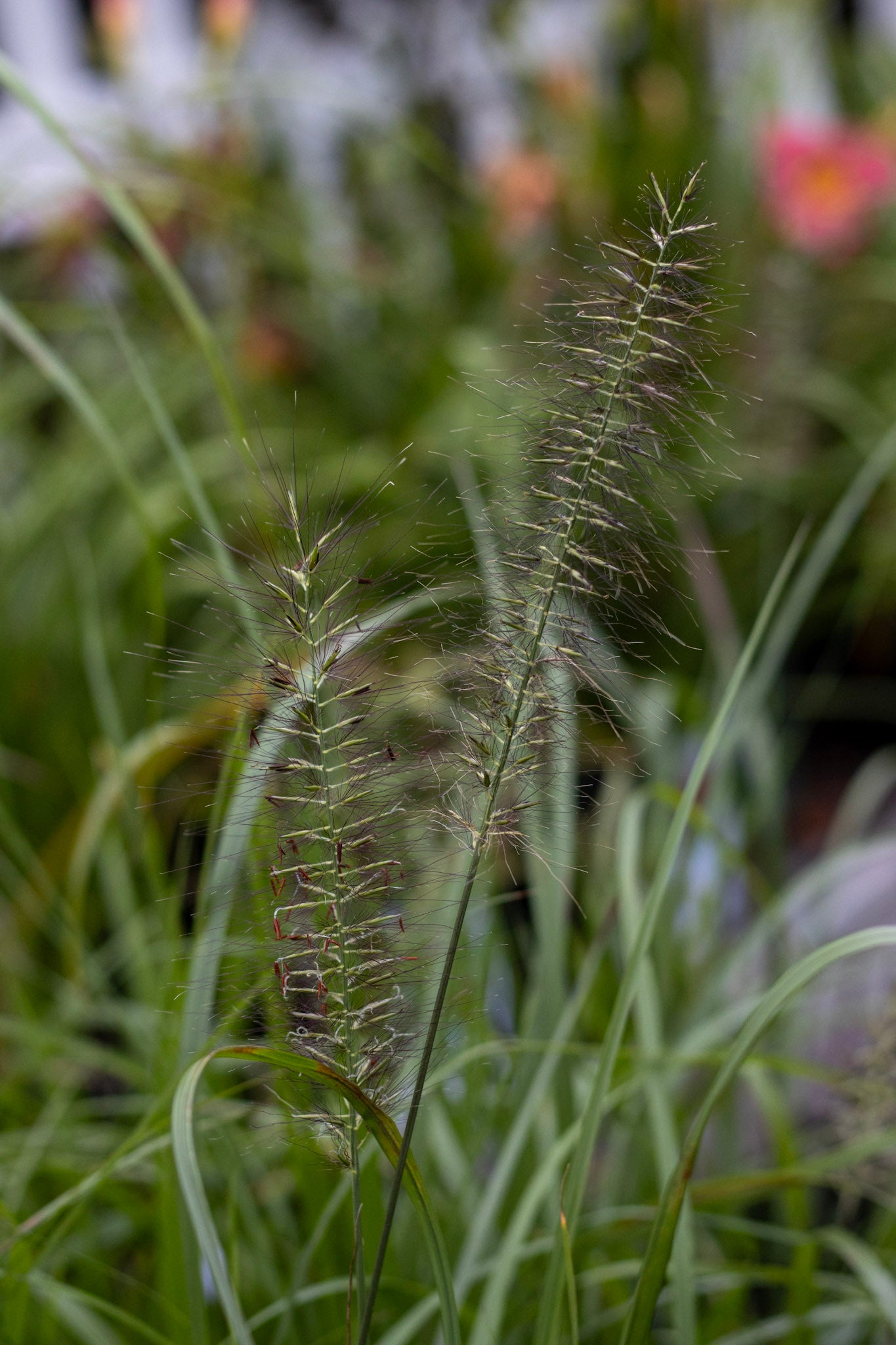 Pennisetum Red Head 1g