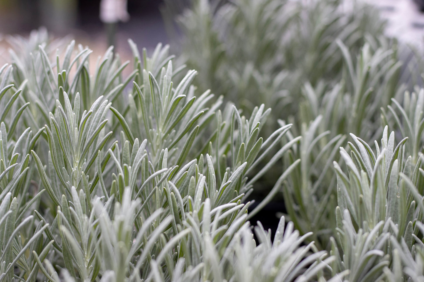 LAVANDULA intermedia Phenomenal 1g