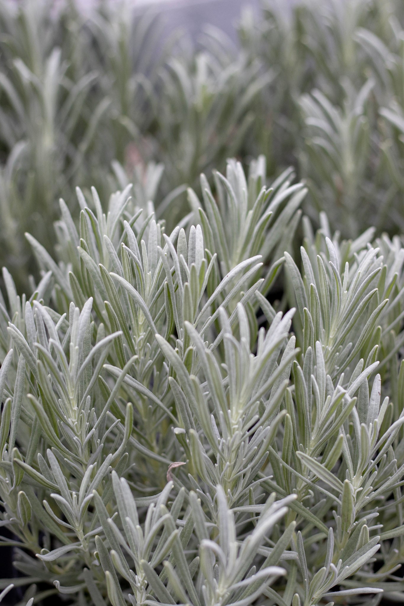 Lavender Phenomenal quart