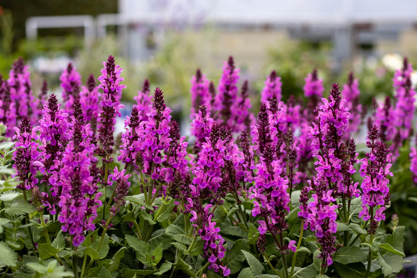 Salvia Rose Marvel 1g