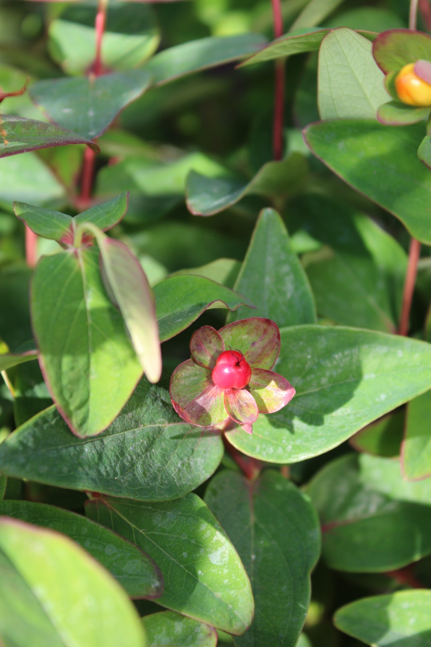 HYPERICUM INODORUM MAGICAL RED FAME 2g