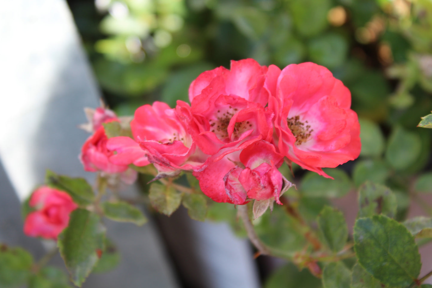 ROSA `DRIFT CORAL`2g