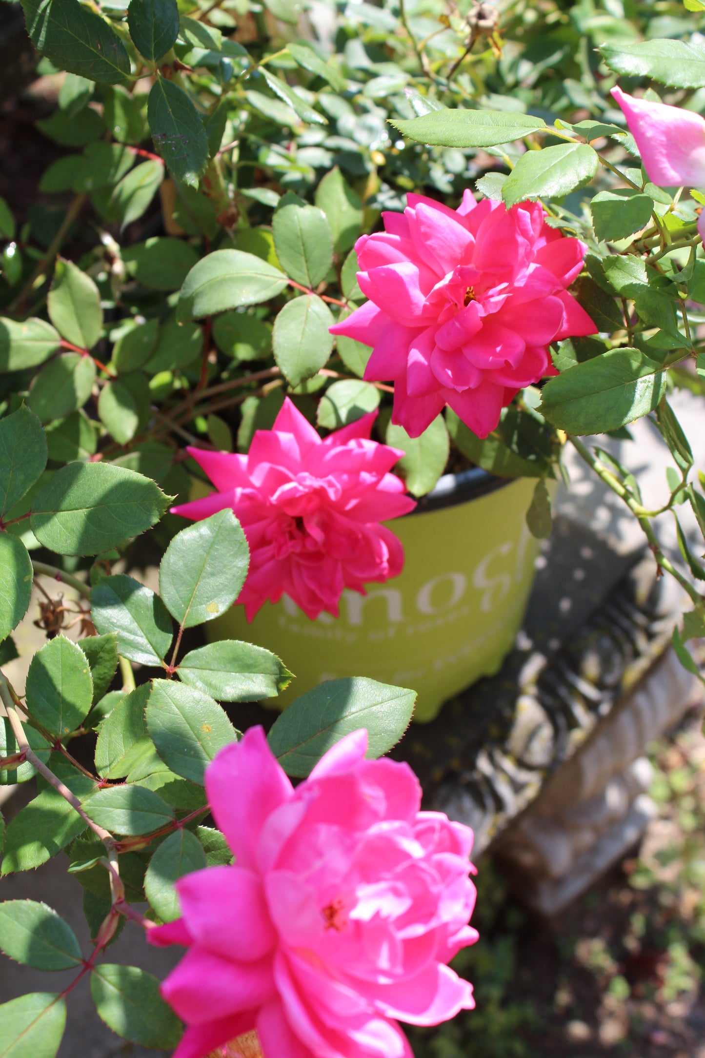 ROSA `DOUBLE PINK KNOCK OUT 2g