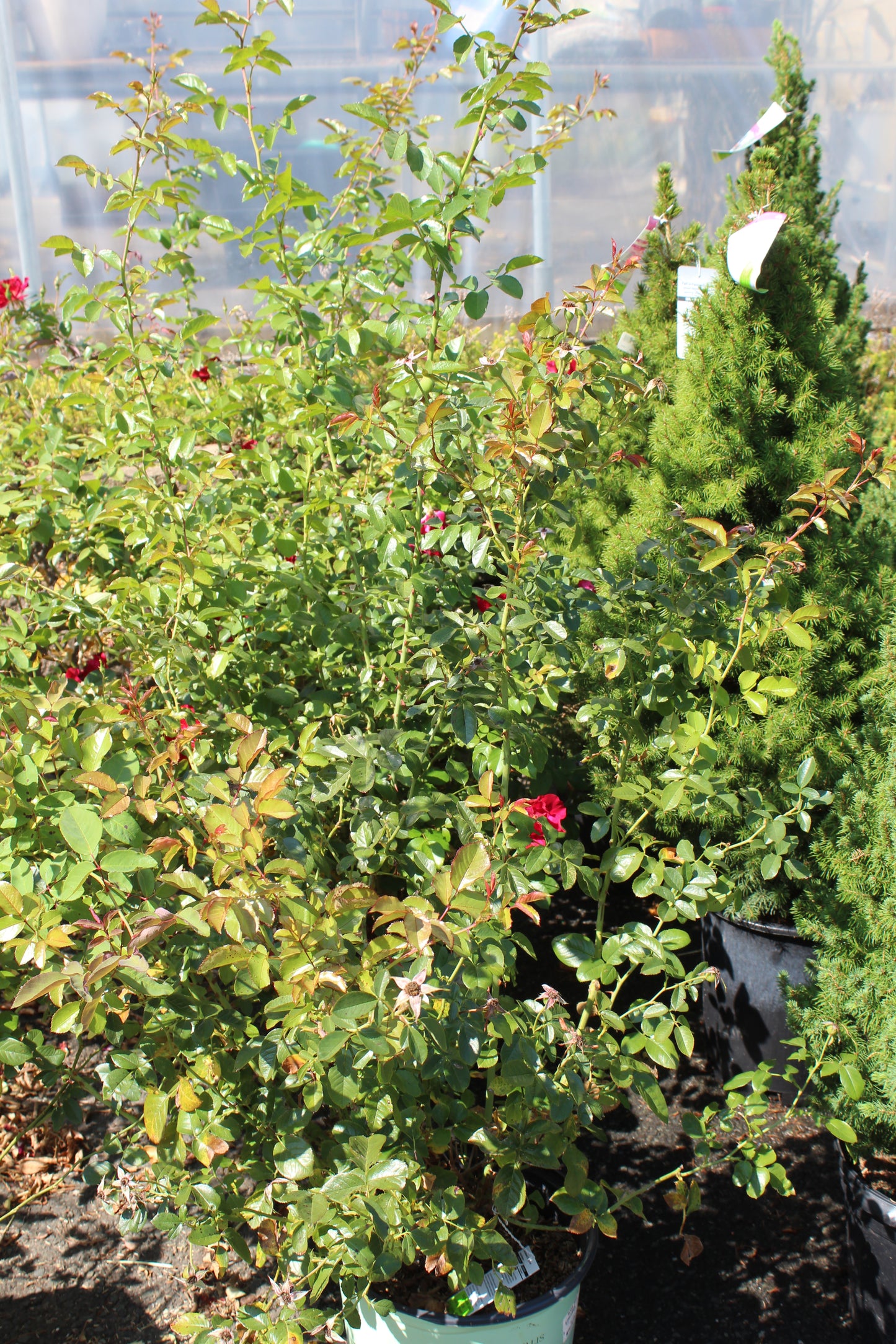ROSA `RED STREAMER` - CL 3g