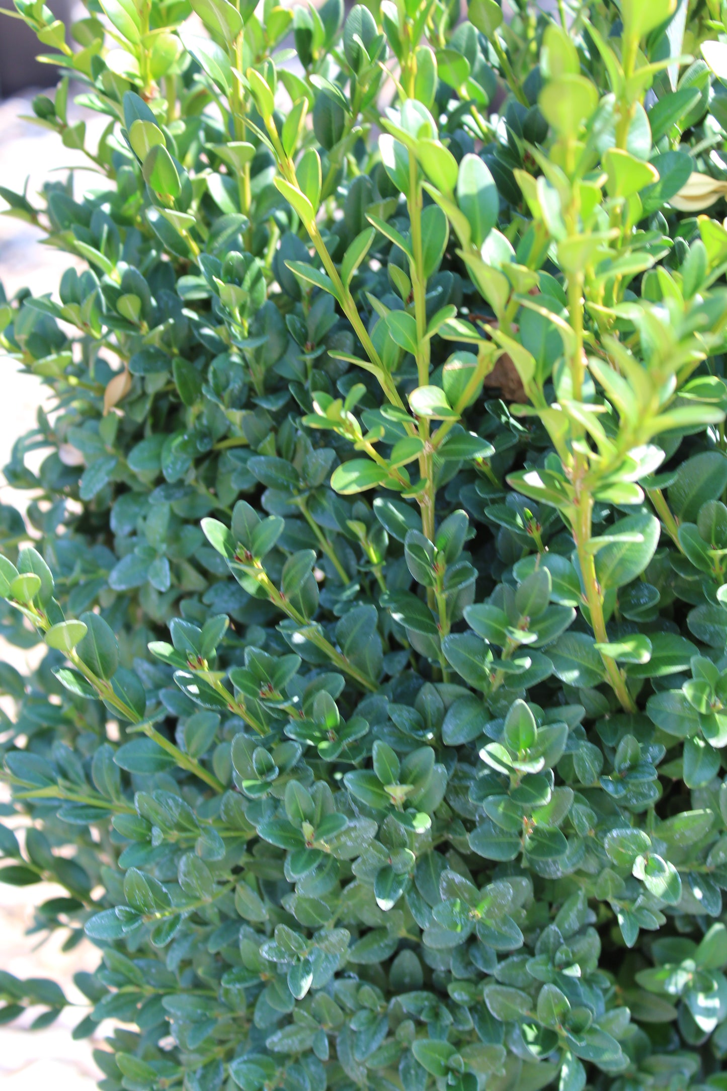 BUXUS MICRO. JAP. `GREEN MOUNTAIN 3g