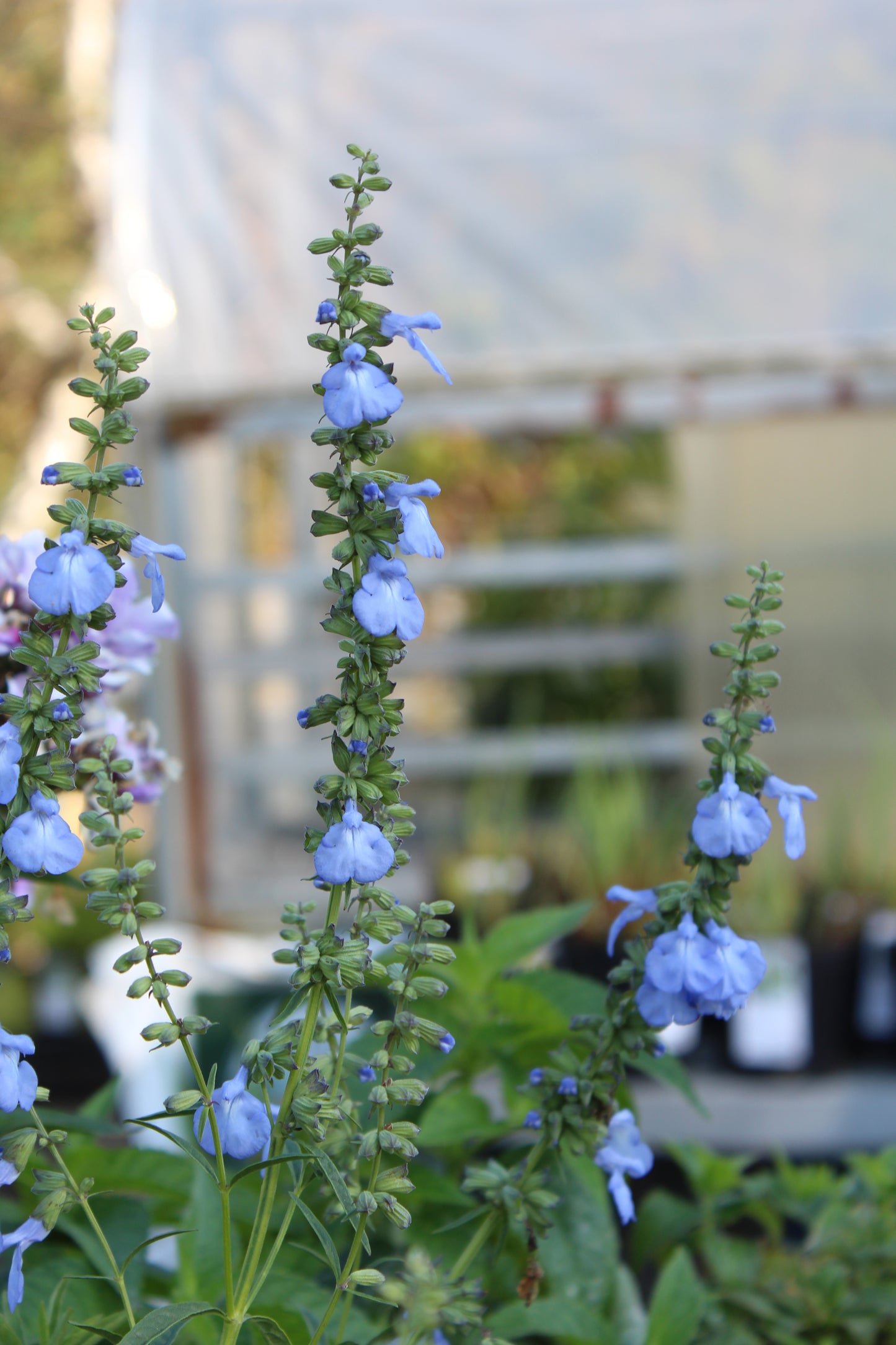 Salvia azurea 1g