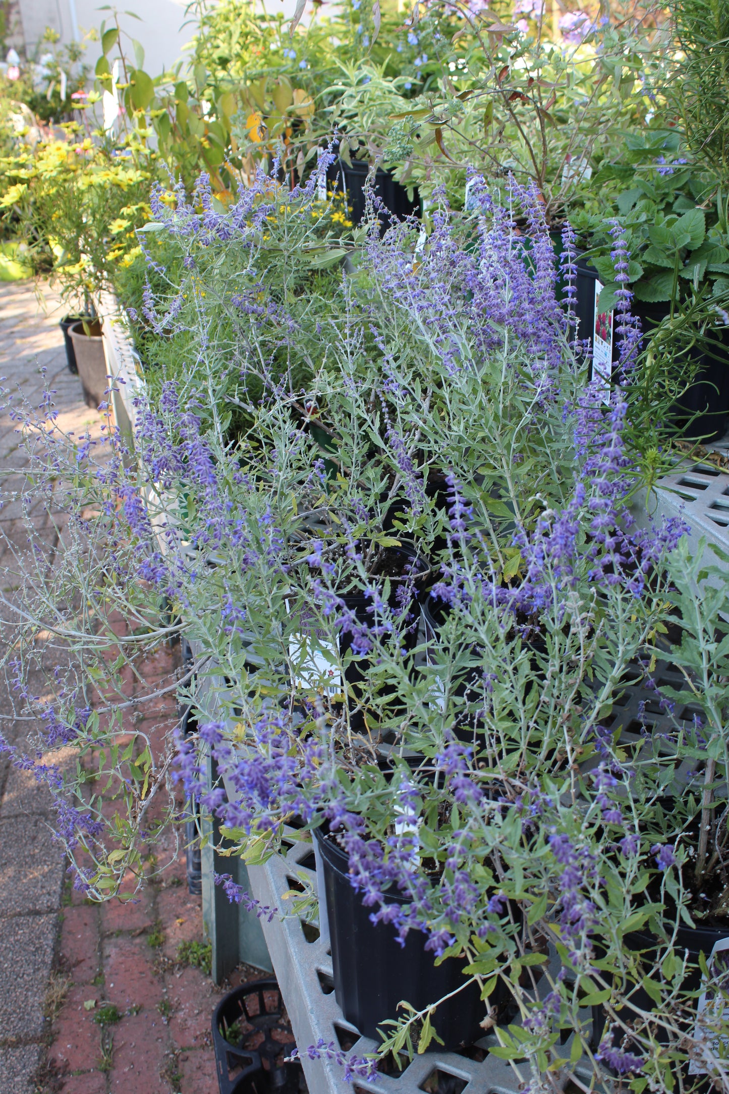 Perovskia atriplicifolia 1g