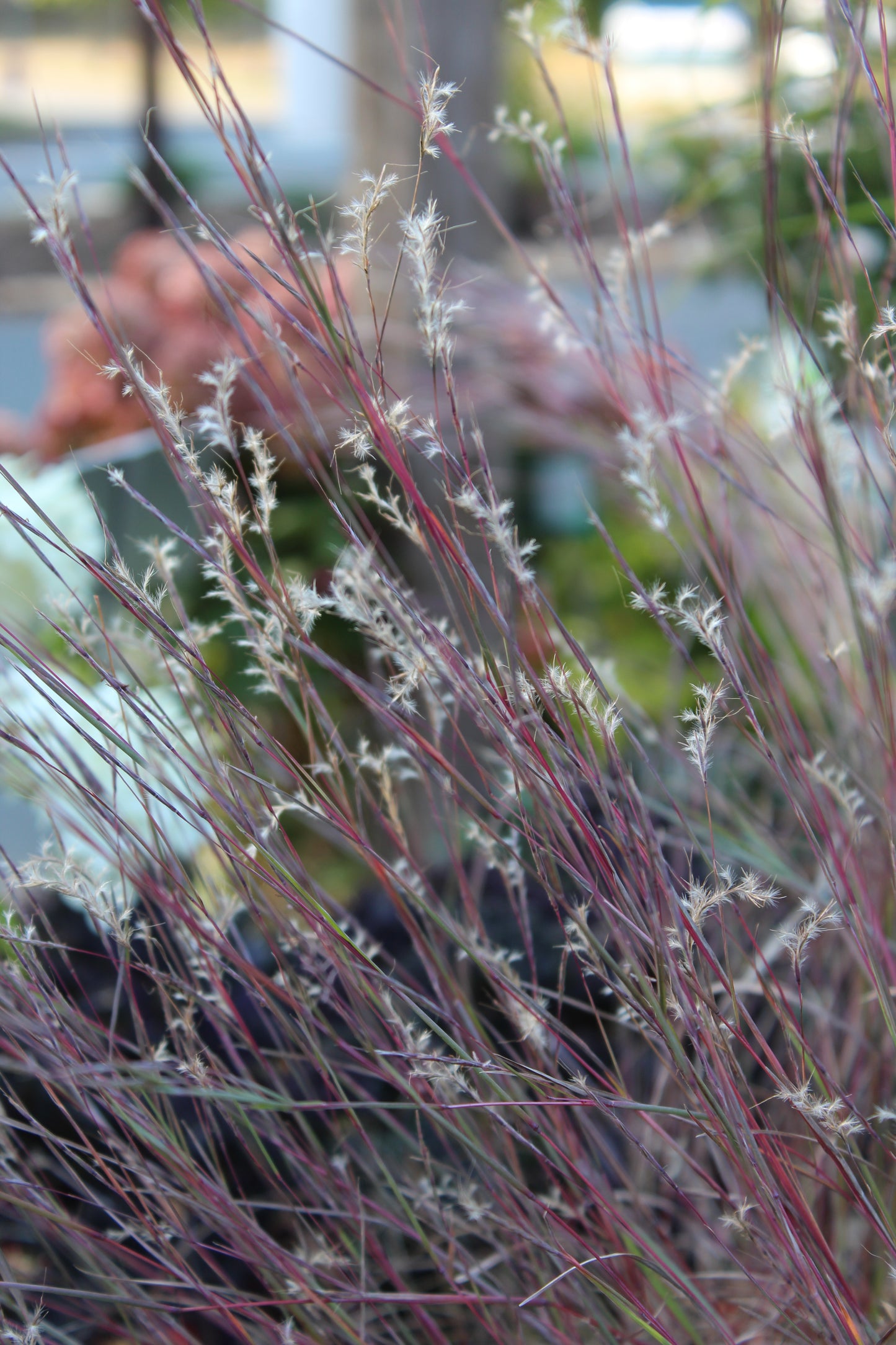 Schizachyrium Scop Prairie Blues 1g