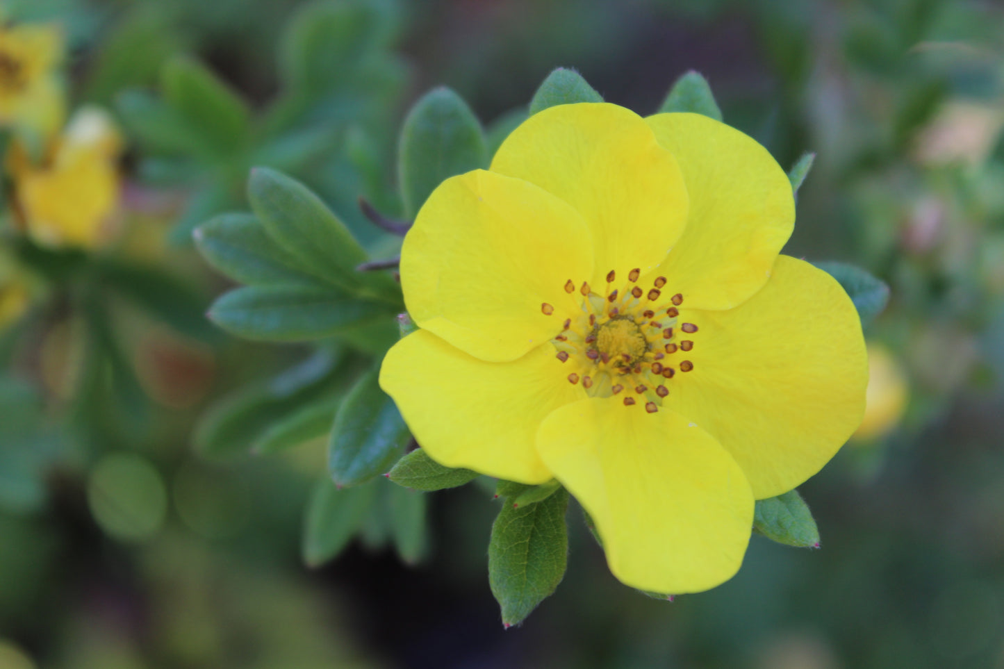 POTENTILLA FRUTICOSA HAPPY FACE YEL 2g
