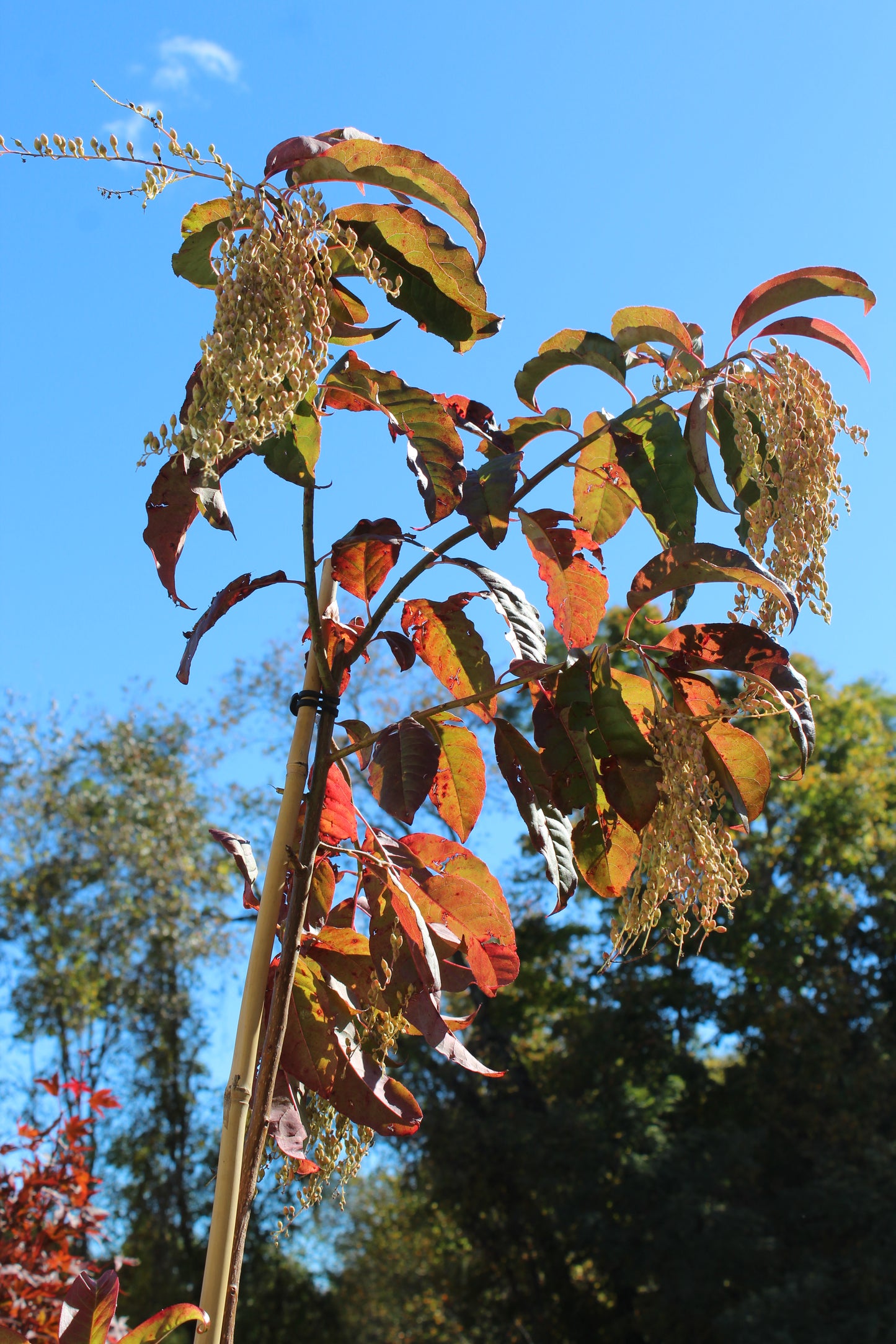 OXYDENDRUM ARBOREUM
