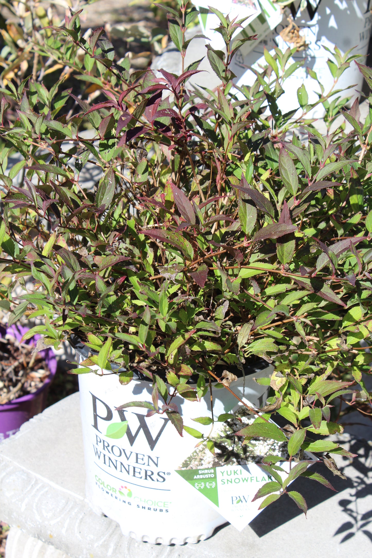 DEUTZIA `YUKI SNOWFLAKE 2g