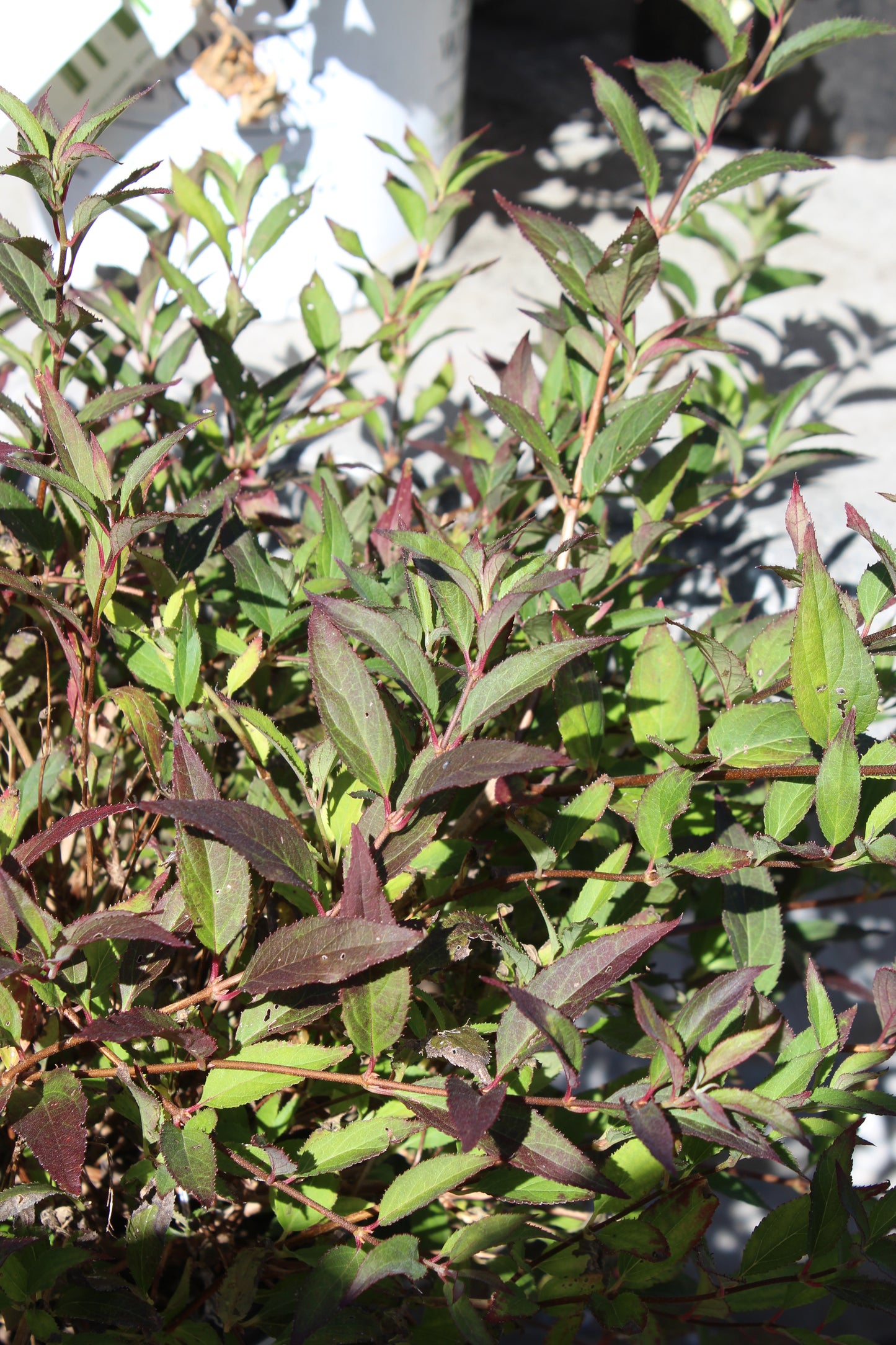 DEUTZIA `YUKI SNOWFLAKE 2g