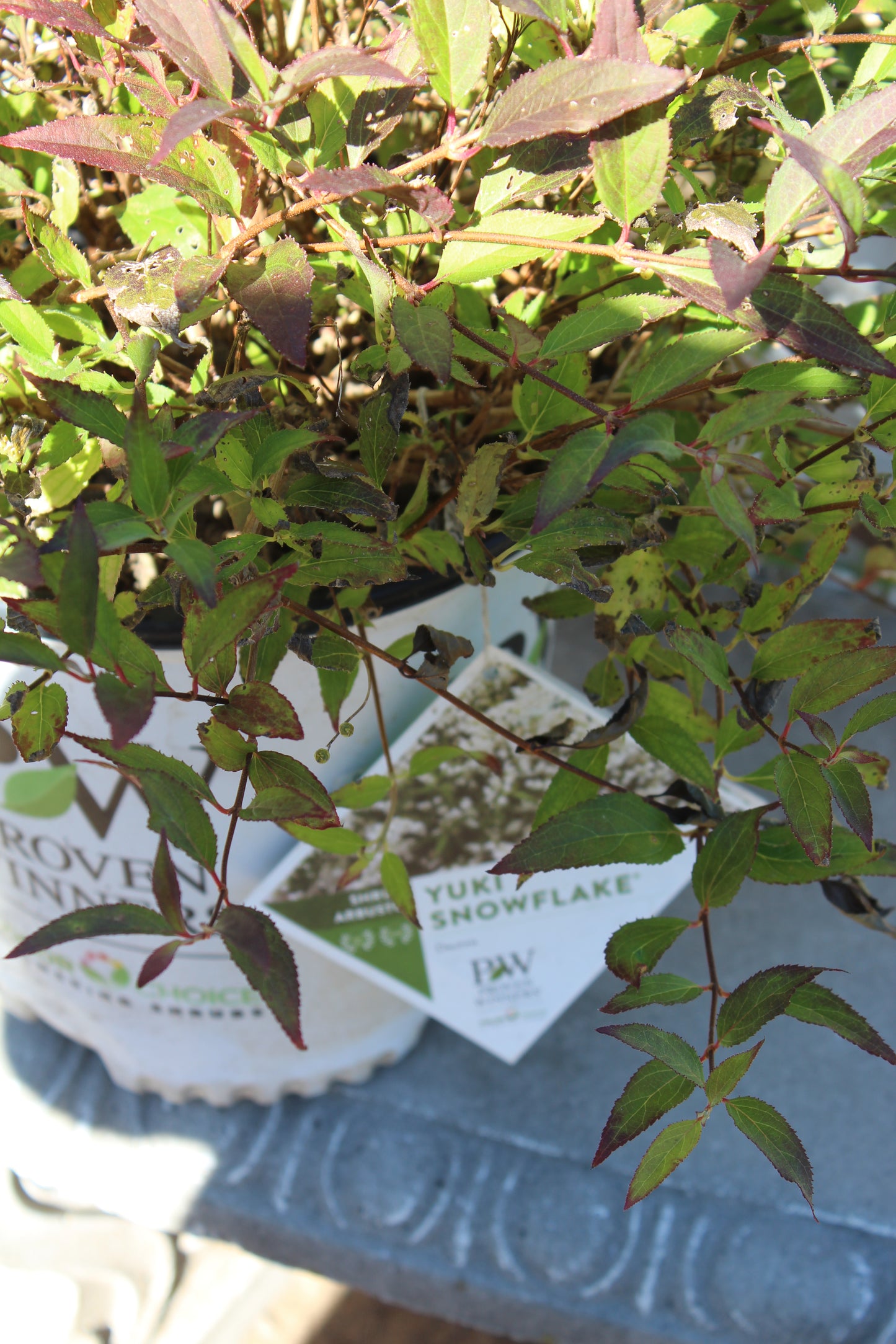 DEUTZIA `YUKI SNOWFLAKE 2g