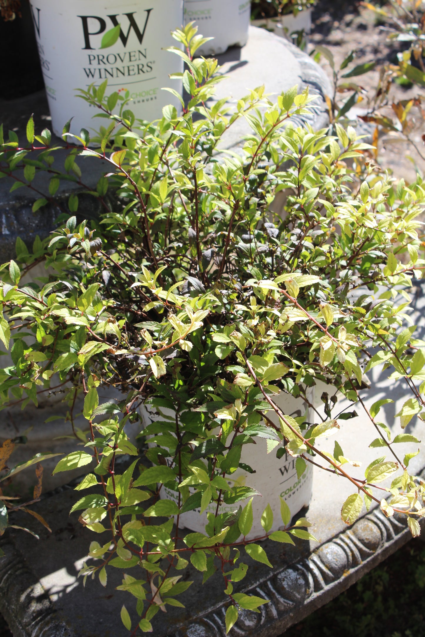 DEUTZIA GRAC. `CHARDONNAY PEARLS