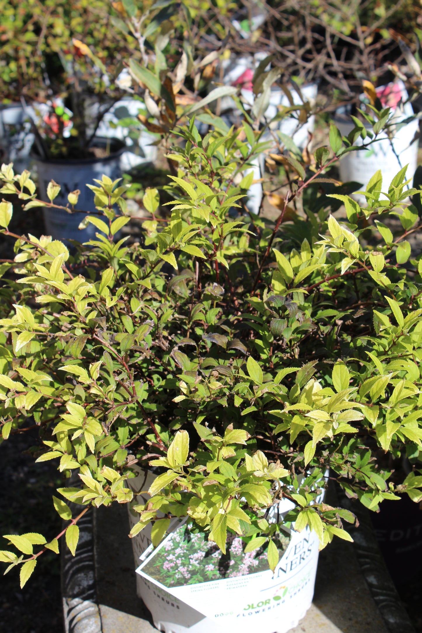 DEUTZIA GRAC. `CHARDONNAY PEARLS