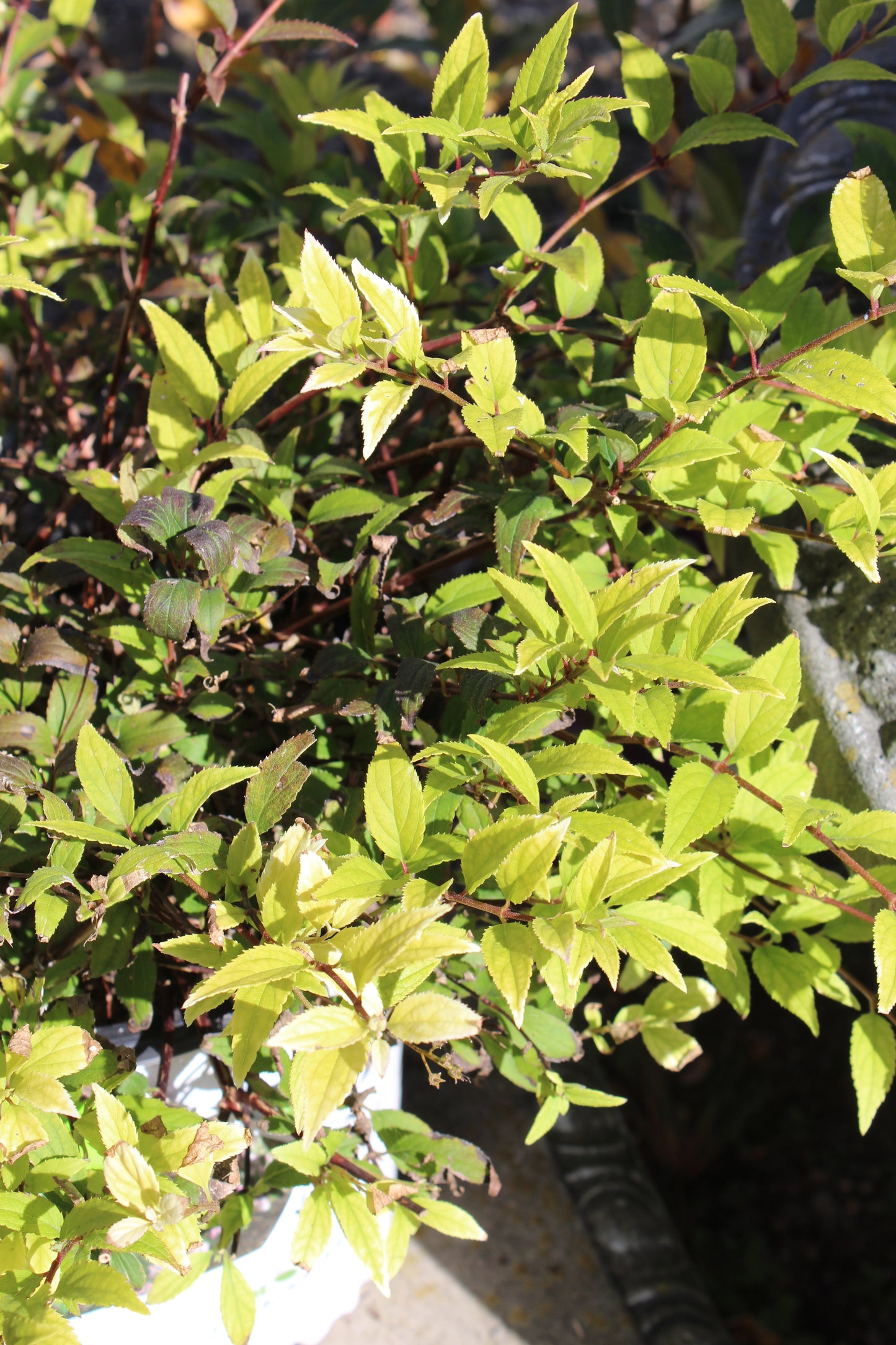 DEUTZIA GRAC. `CHARDONNAY PEARLS