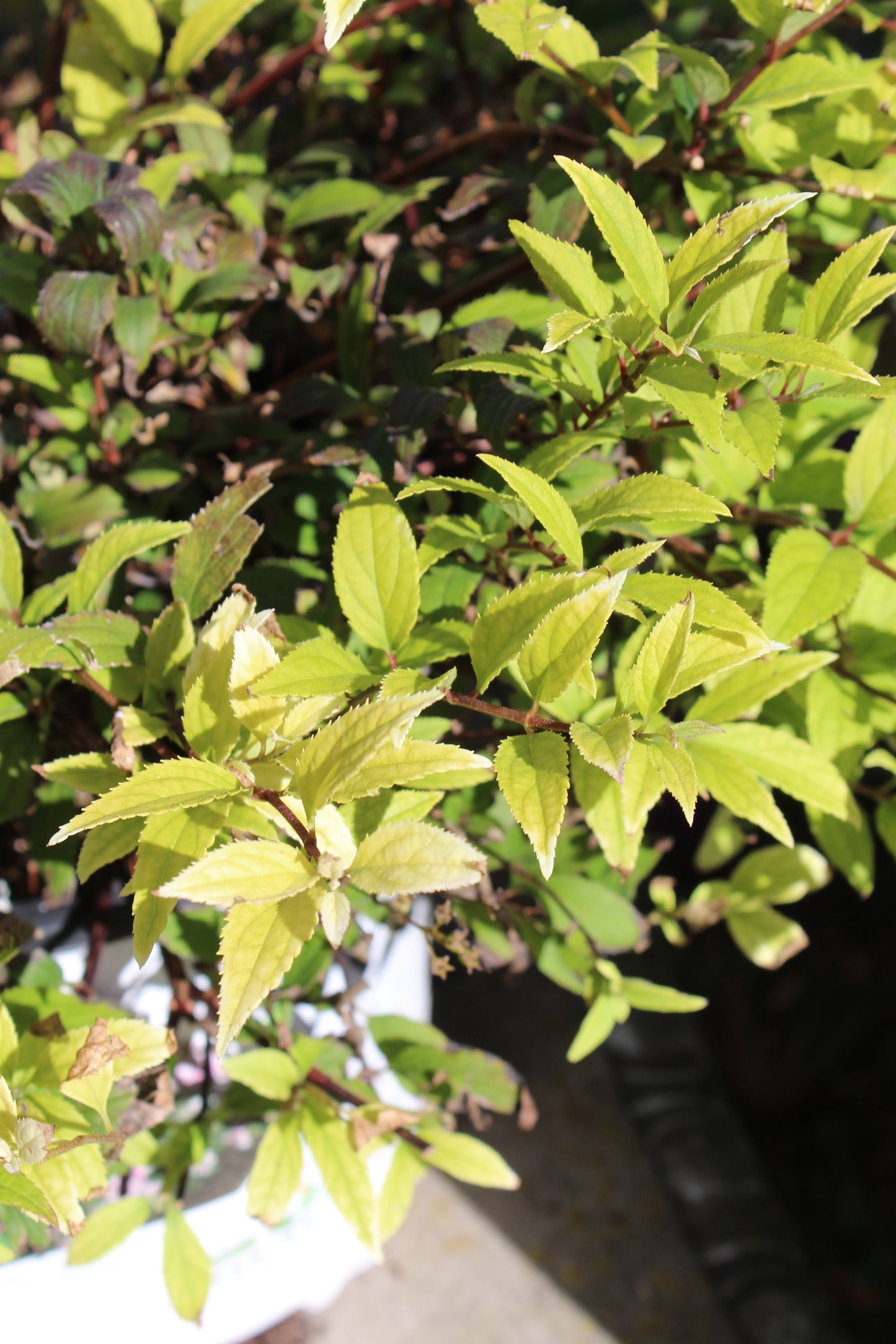 DEUTZIA GRAC. `CHARDONNAY PEARLS