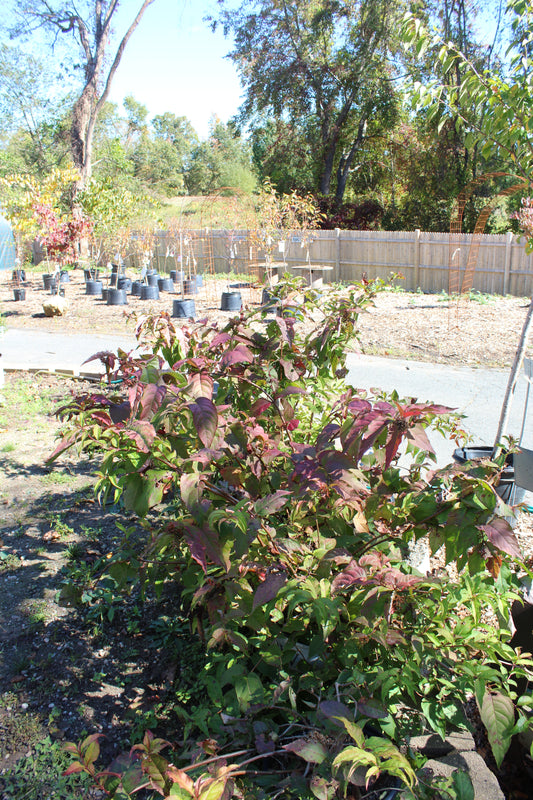 DIERVILLA RIVULARIS `KODIAK FRESH 3g