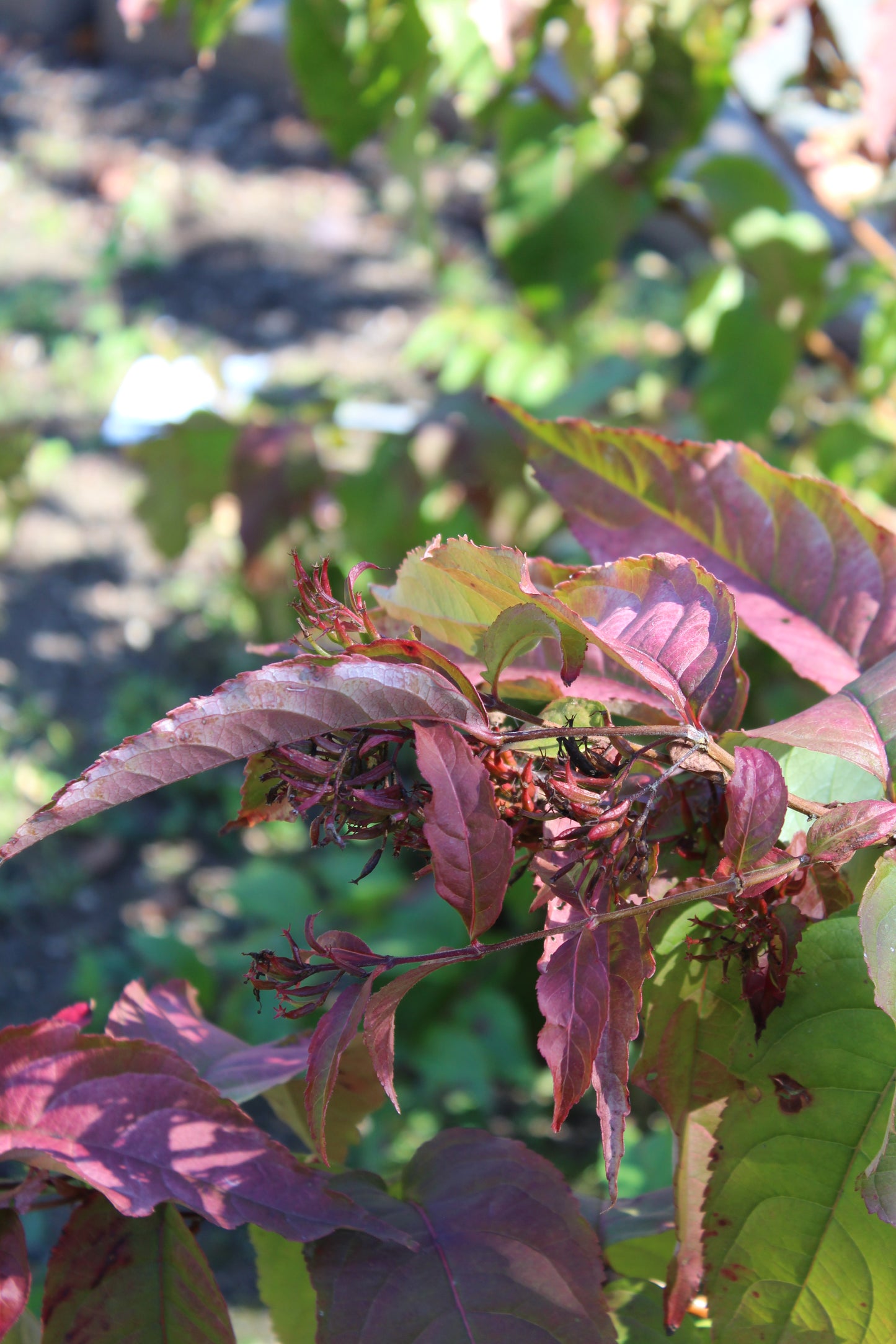 DIERVILLA RIVULARIS `KODIAK FRESH 3g