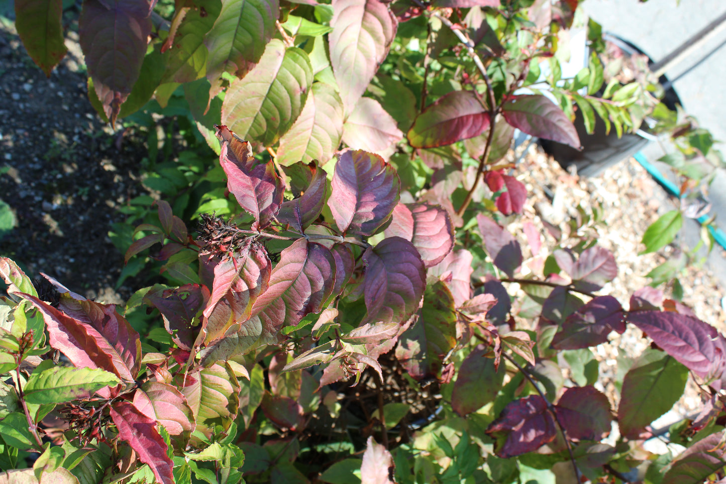 DIERVILLA RIVULARIS `KODIAK FRESH 3g