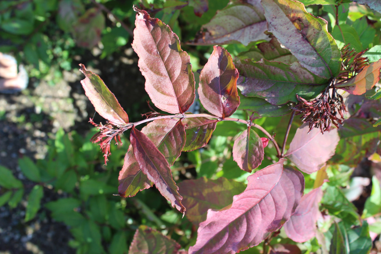 DIERVILLA RIVULARIS `KODIAK FRESH 3g