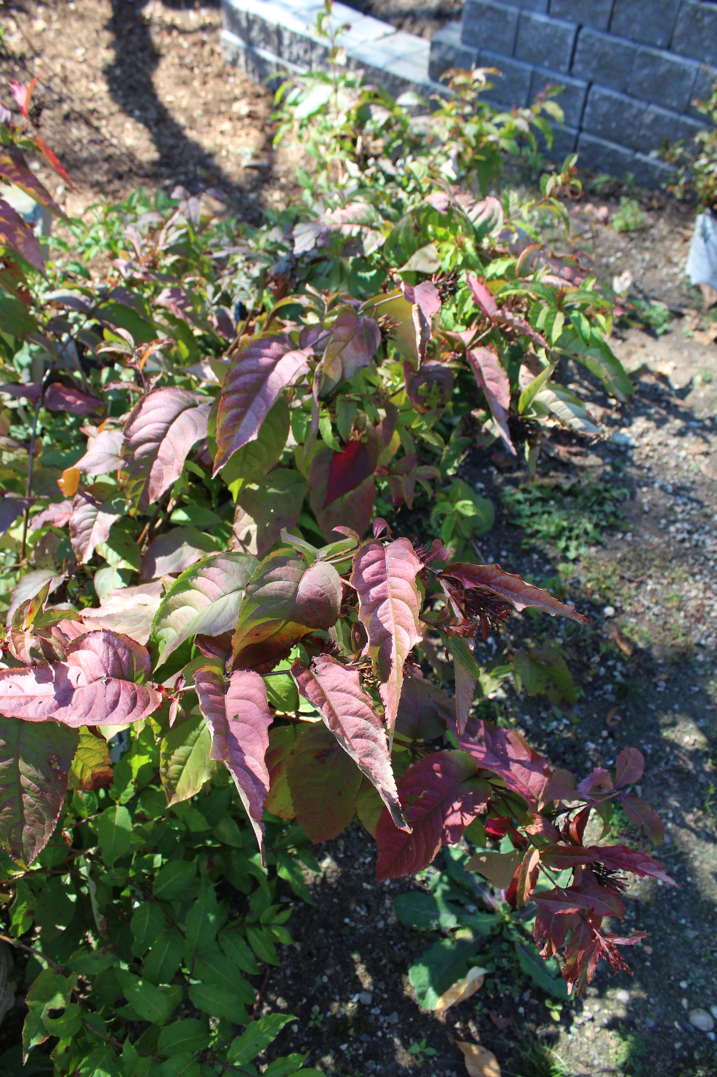 DIERVILLA RIVULARIS `KODIAK FRESH 3g