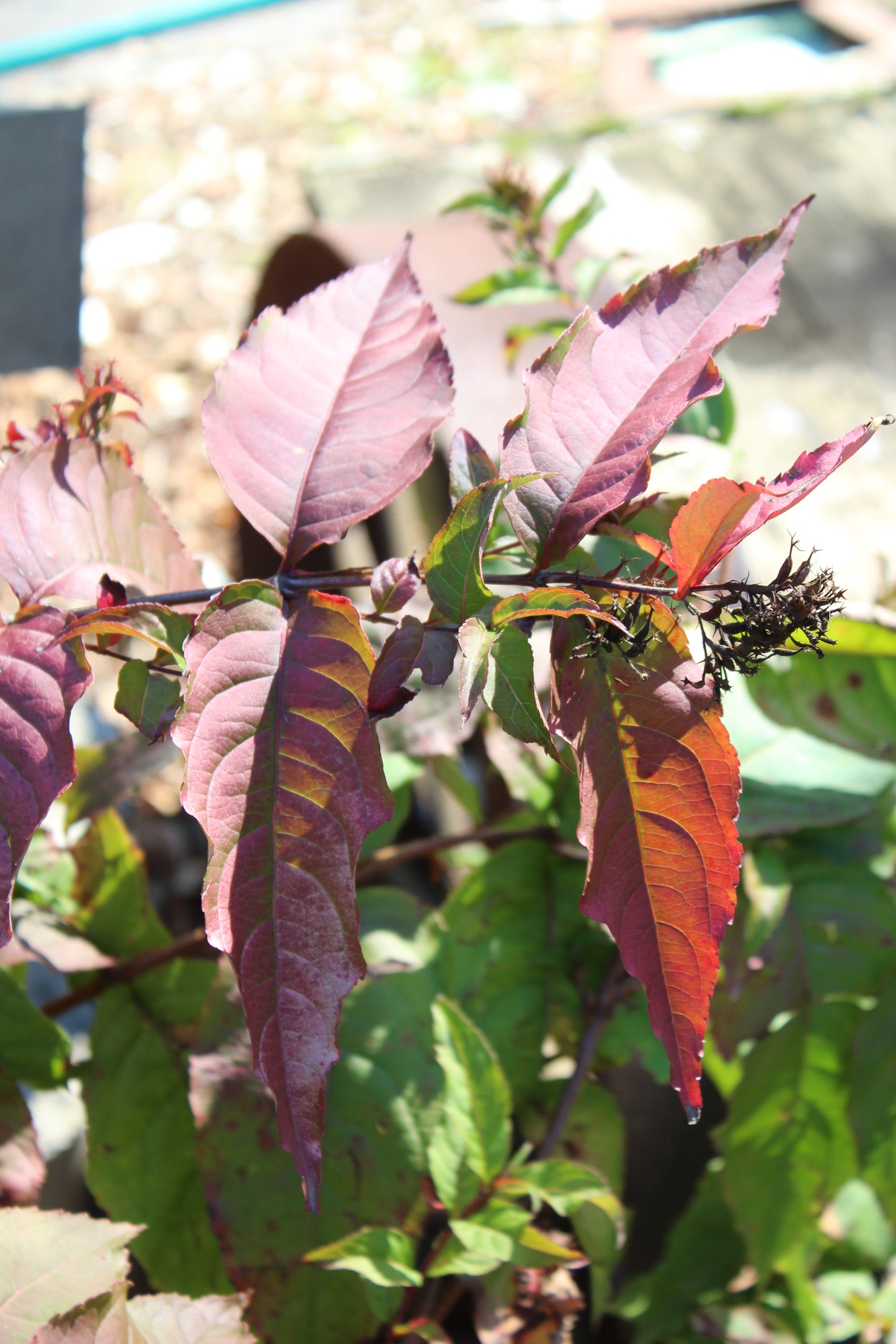 DIERVILLA RIVULARIS `KODIAK FRESH 3g