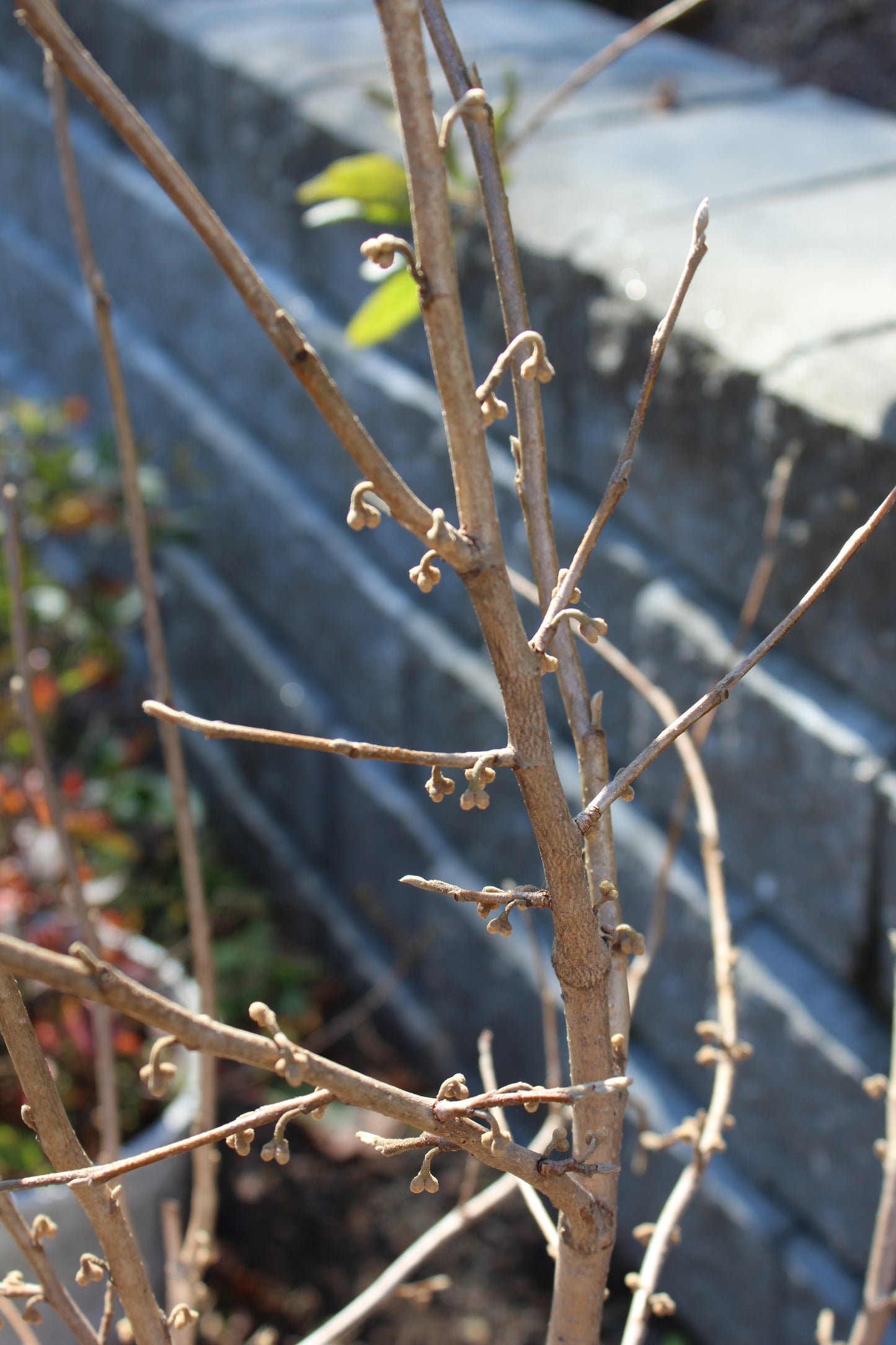 Hamamelis Vernalis 3g