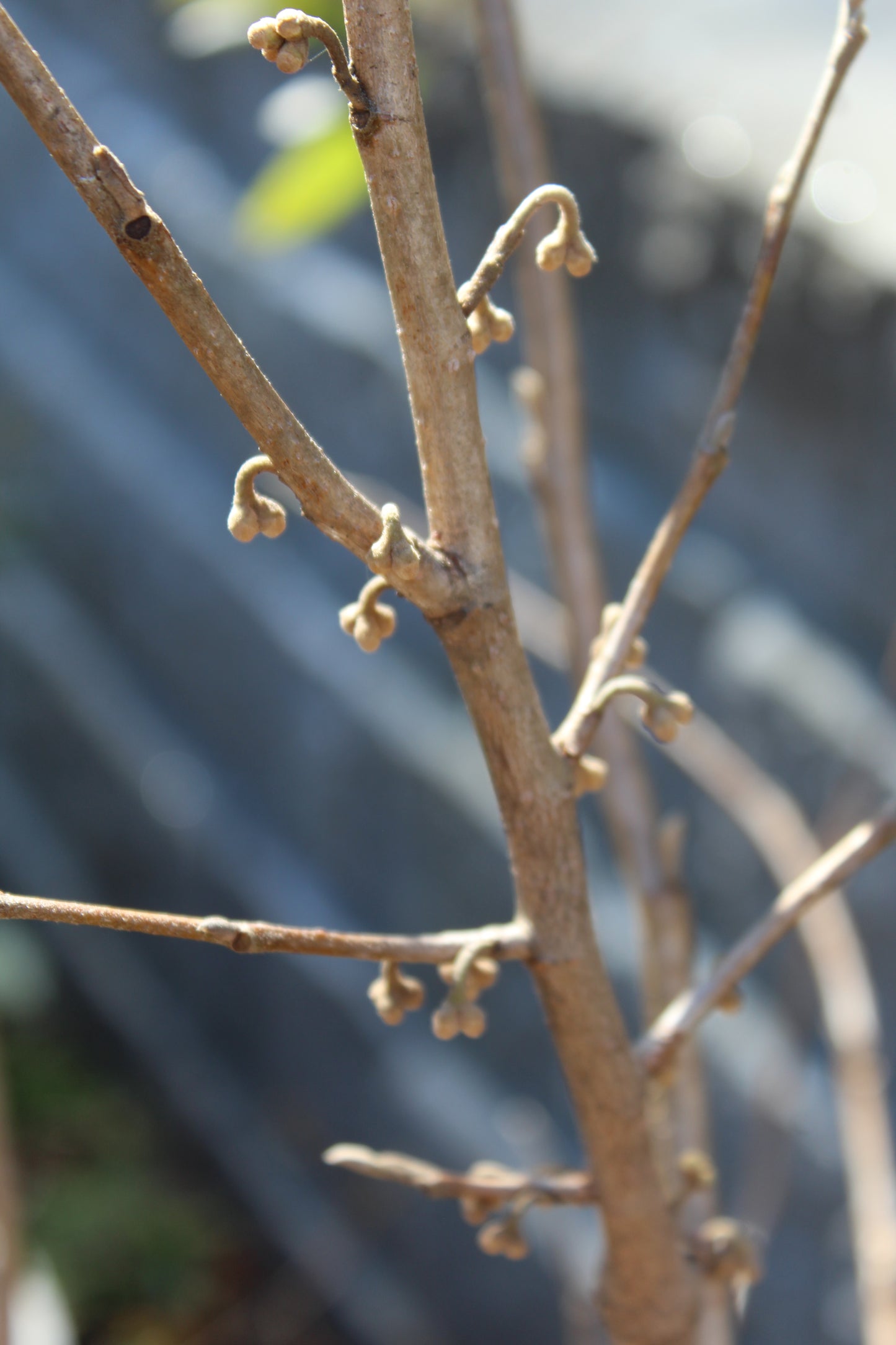 Hamamelis Vernalis 3g