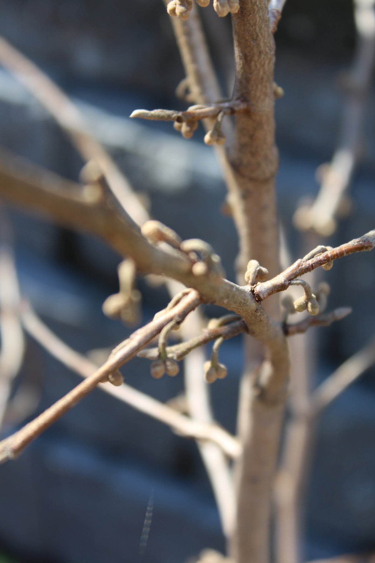 Hamamelis Vernalis 3g