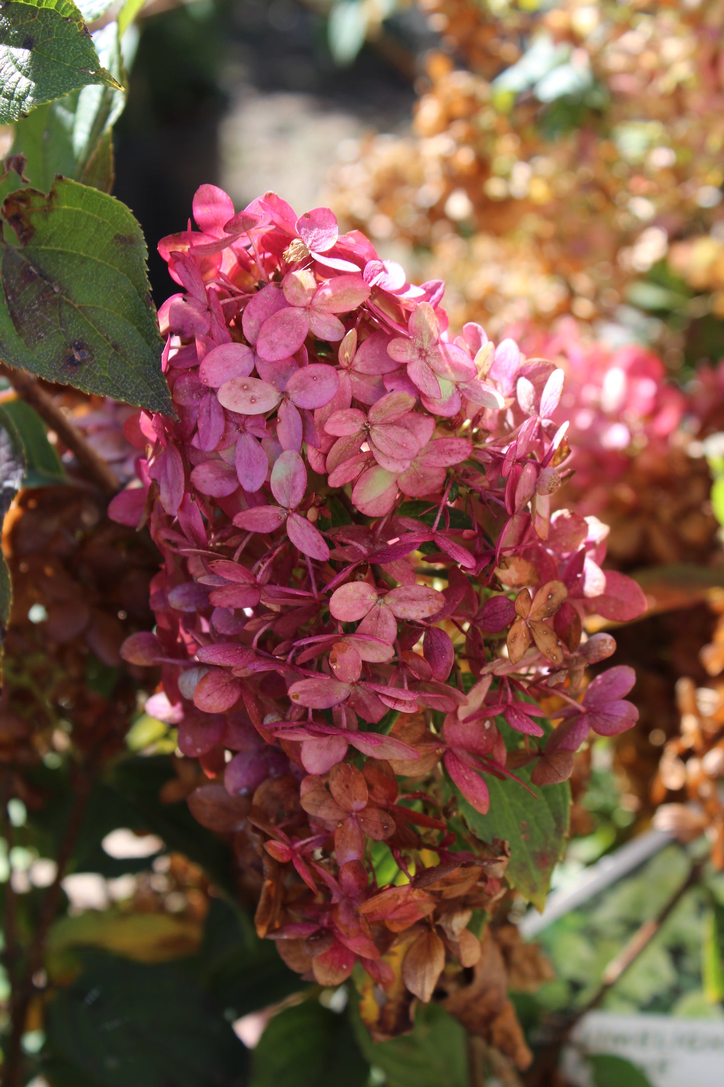 HYDRANGEA PAN. LIMELIGHT PRIME 2g
