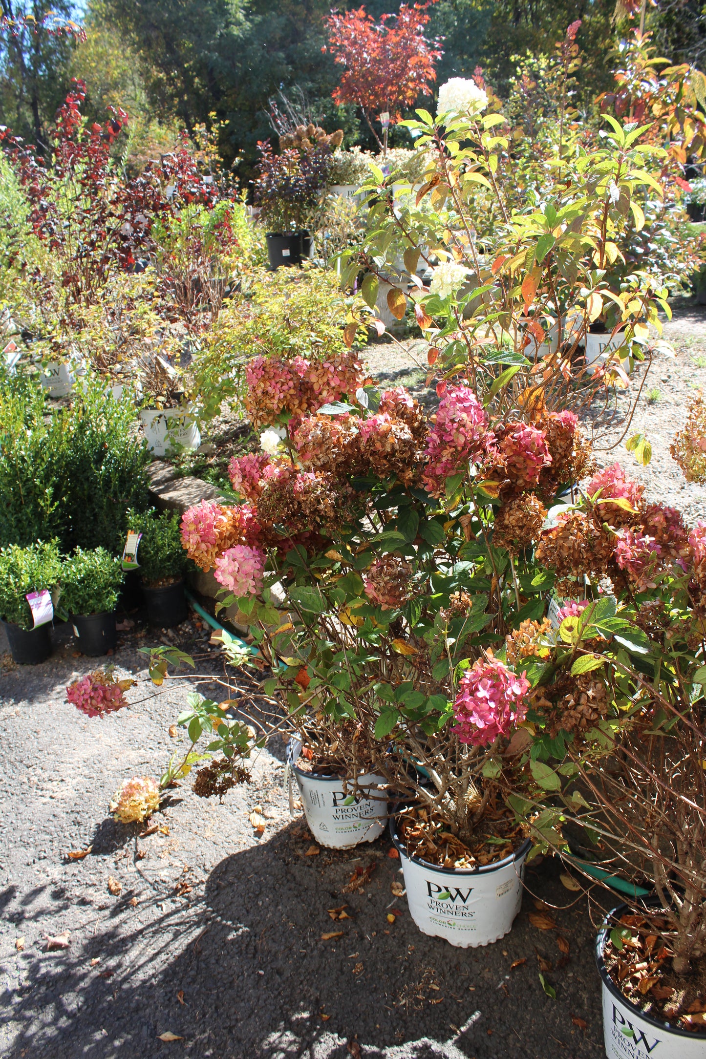 HYDRANGEA PAN. LIMELIGHT PRIME 2g