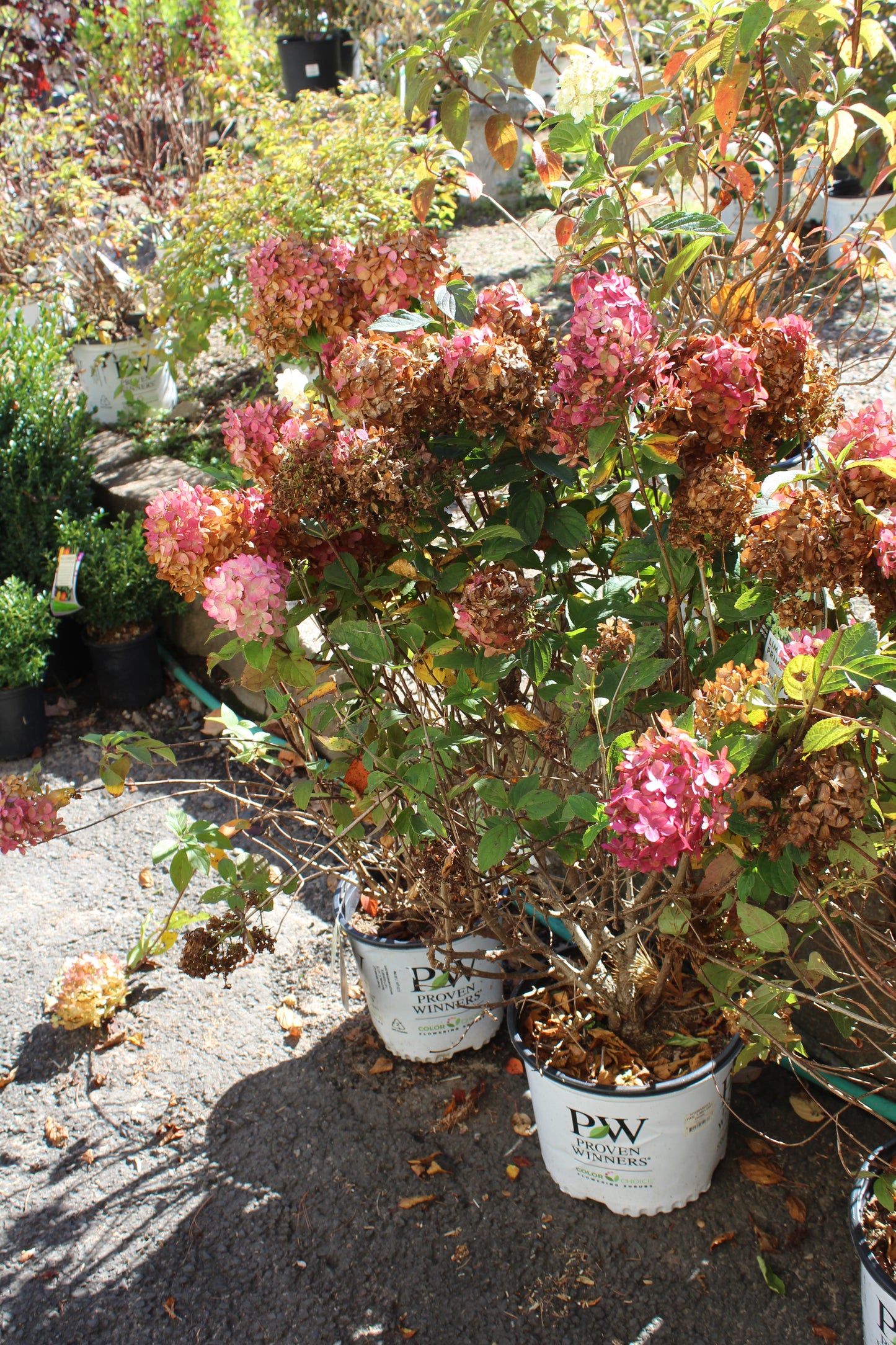 HYDRANGEA PAN. LIMELIGHT PRIME 2g