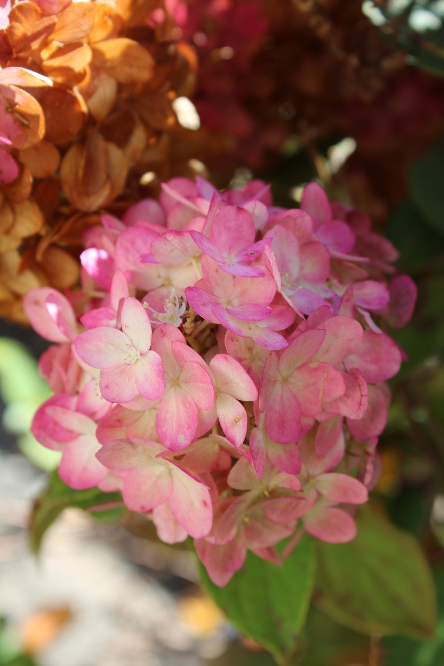 HYDRANGEA PAN. LIMELIGHT PRIME 2g