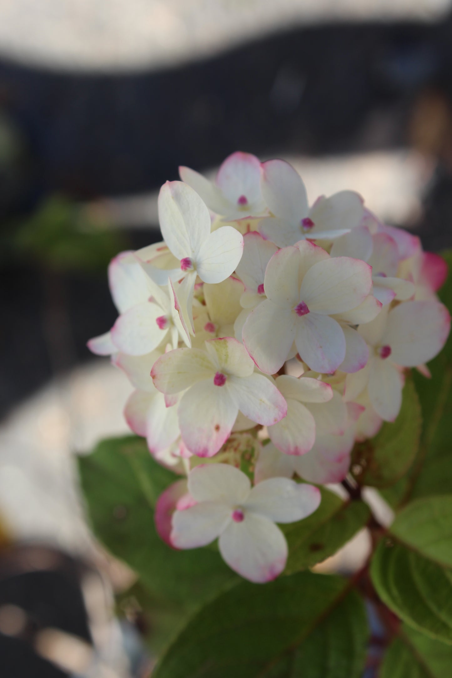HYDRANGEA PAN. LIMELIGHT PRIME 2g