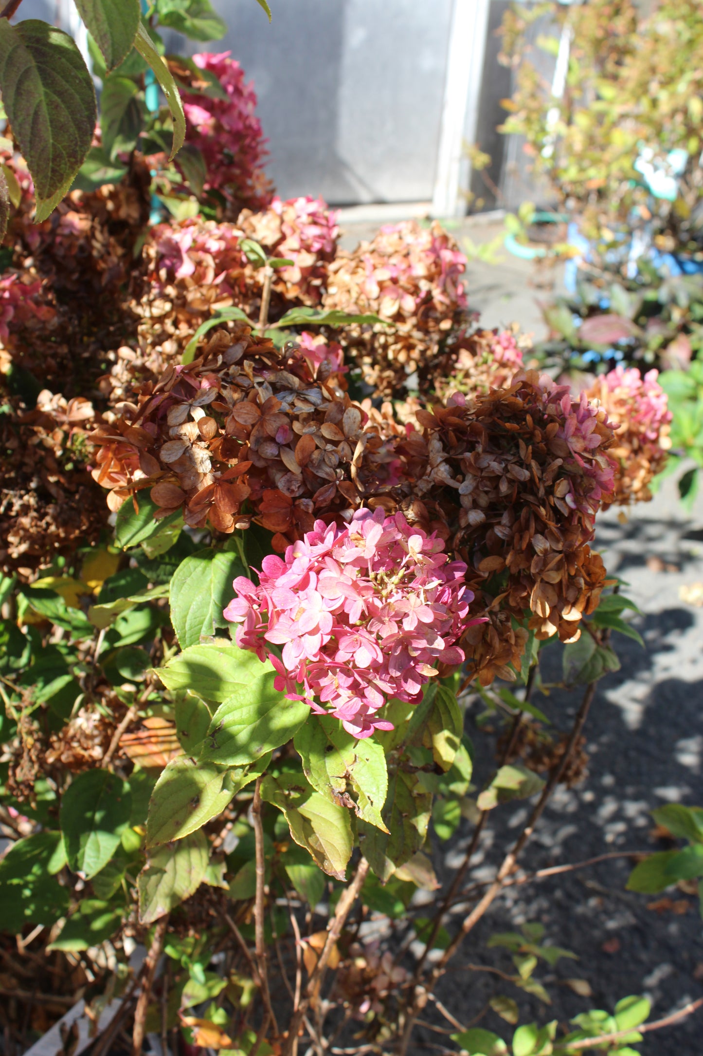 HYDRANGEA PAN. LIMELIGHT PRIME 2g