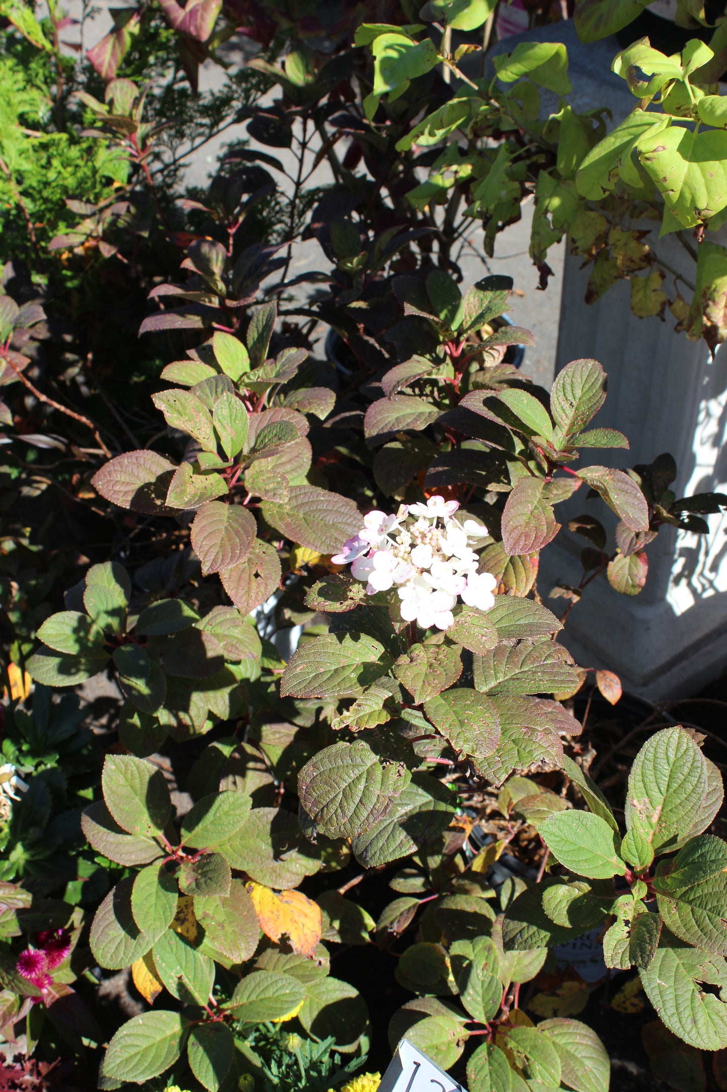 HYDRANGEA PAN. `LITTLE QUICK